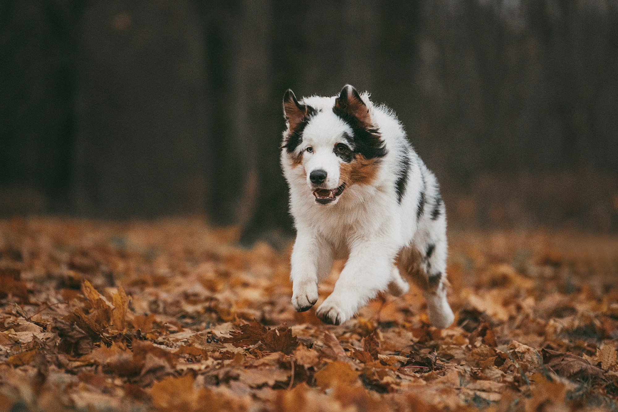 Лиза и Бублик. Фотограф анималист в Москве и Санкт-Петербурге Свиридова Анна
