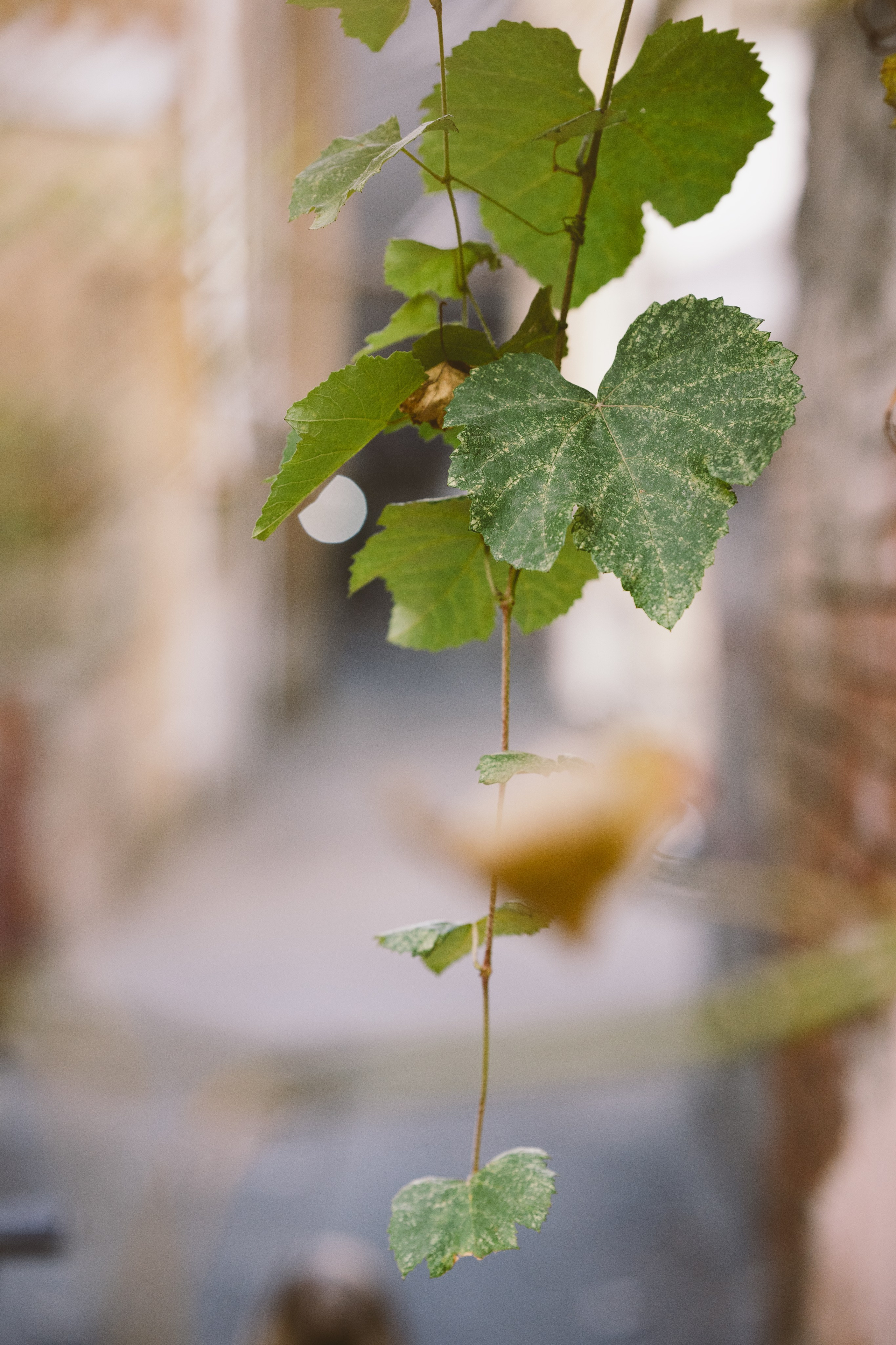 …история о прогулке в старом городе и семье. Марковы: фото, видео, кино и книги