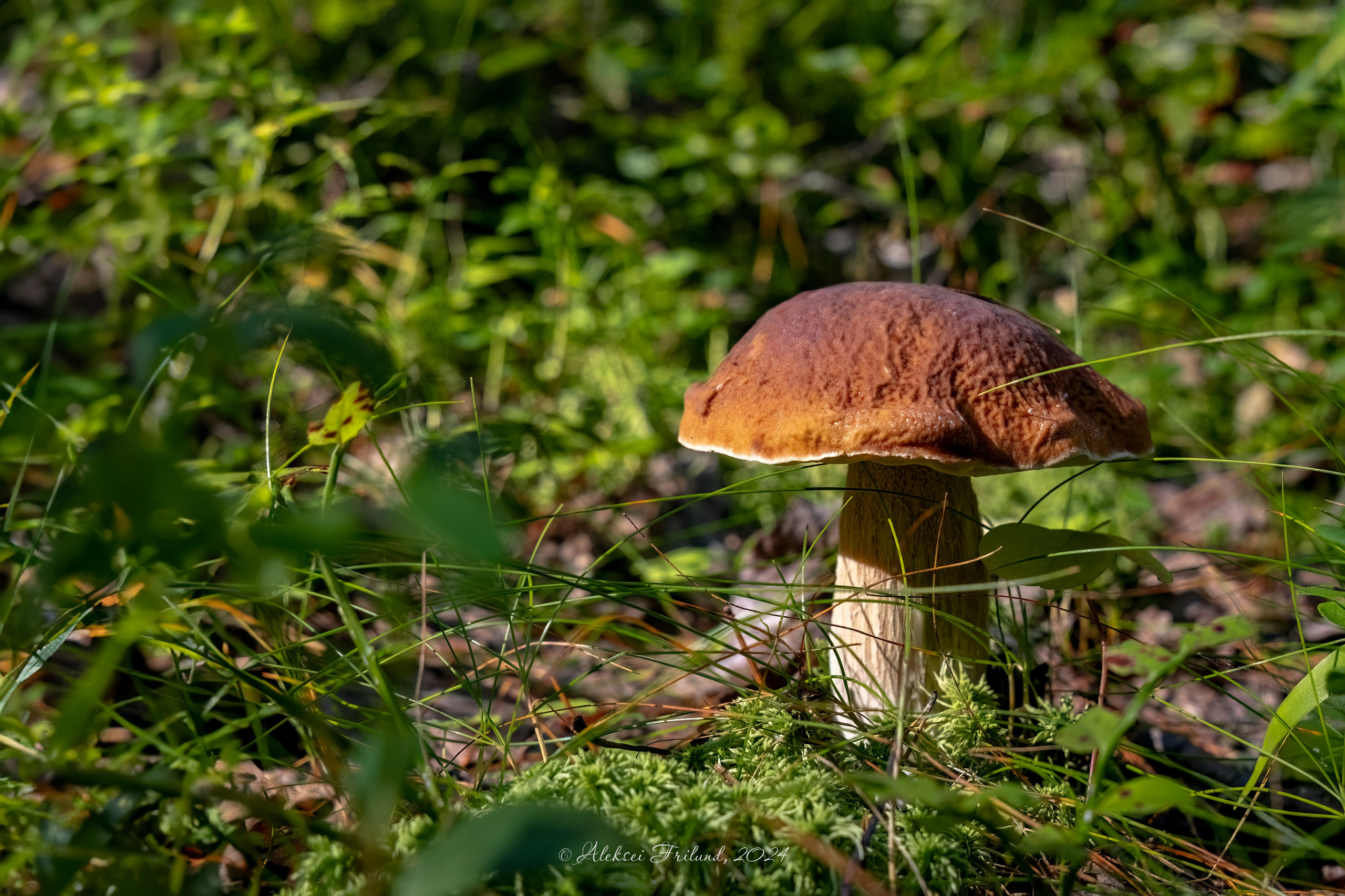 Природа Карелии. Аэросъемка. Фото и Видео в Карелии. Алексей Фрилунд