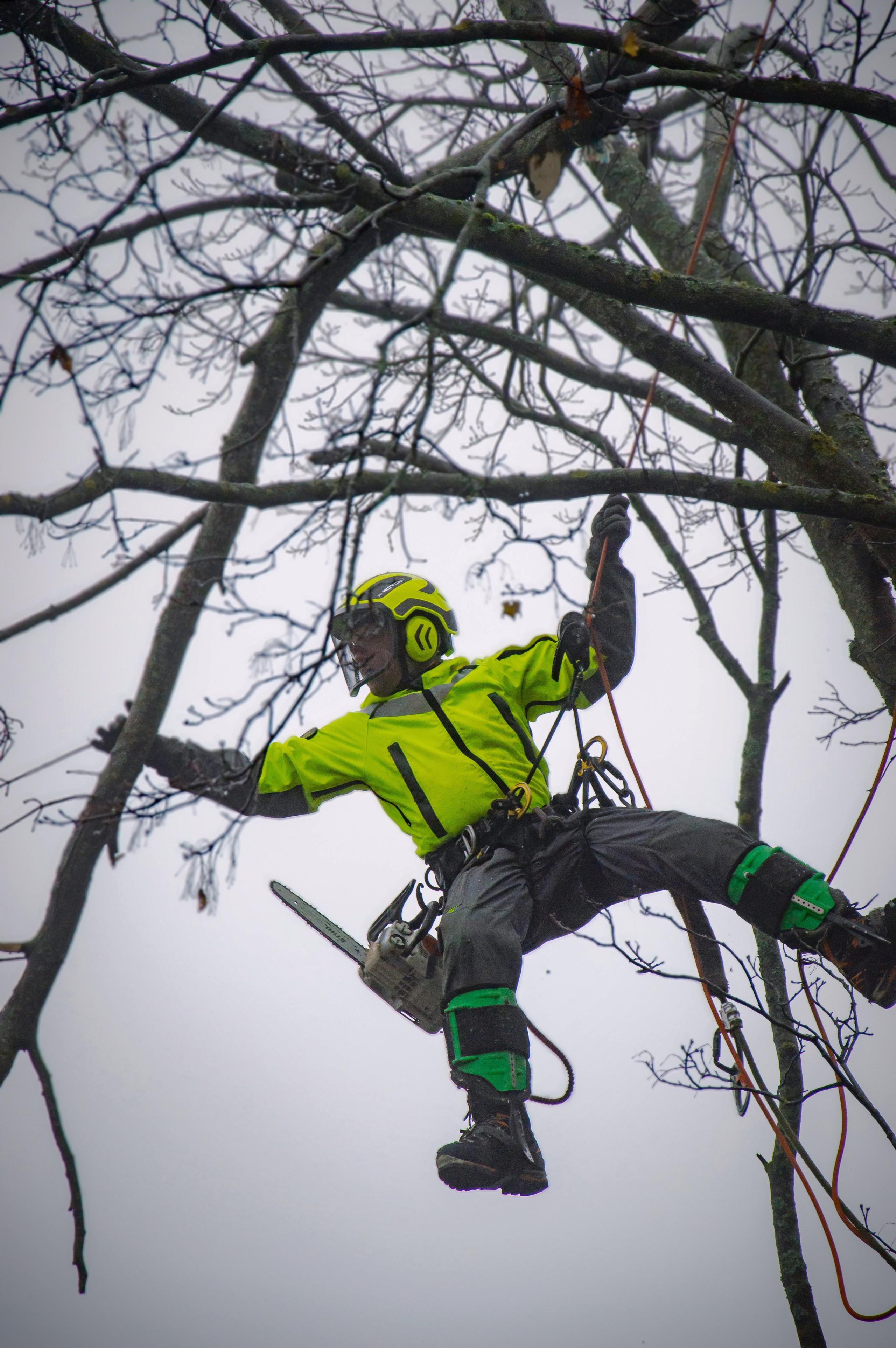 Спил деревьев. Аrbori Culturist