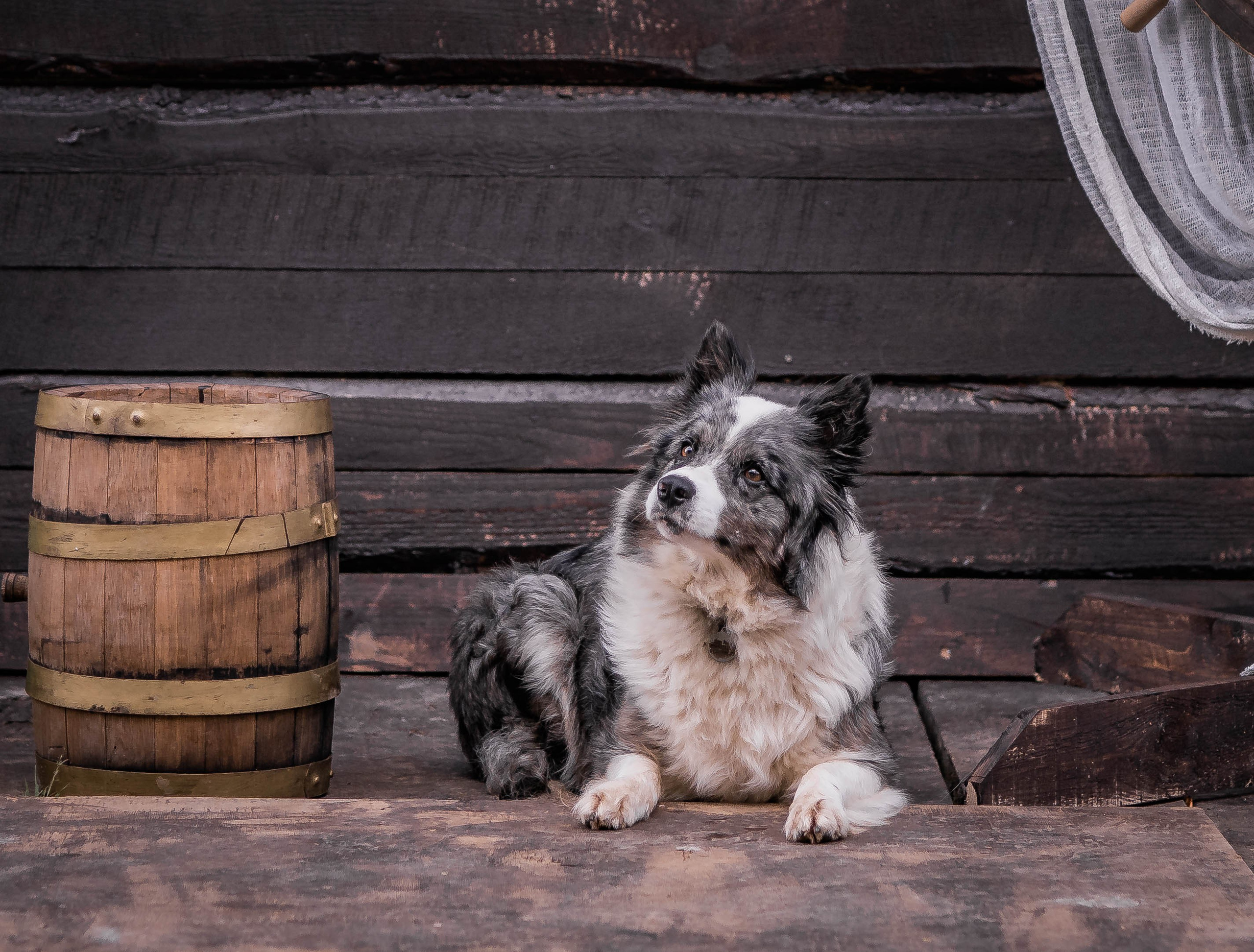 Фритсвит. Семейный фотограф Ефремова Виктория