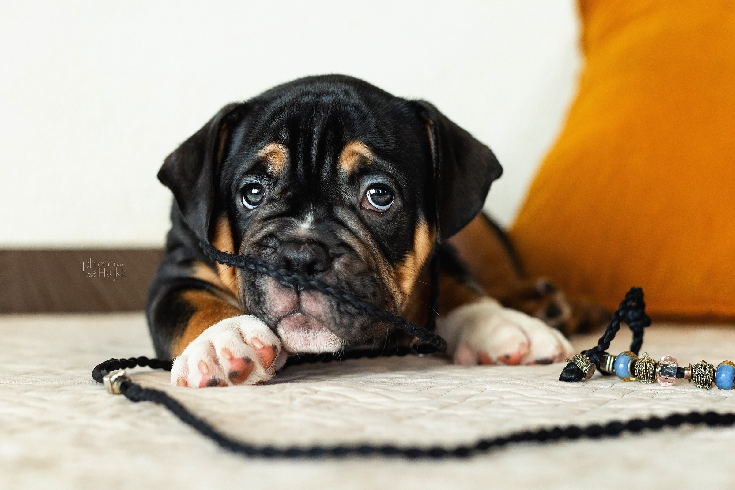 Щенки Американского булли + кошечка. Htykk_photo