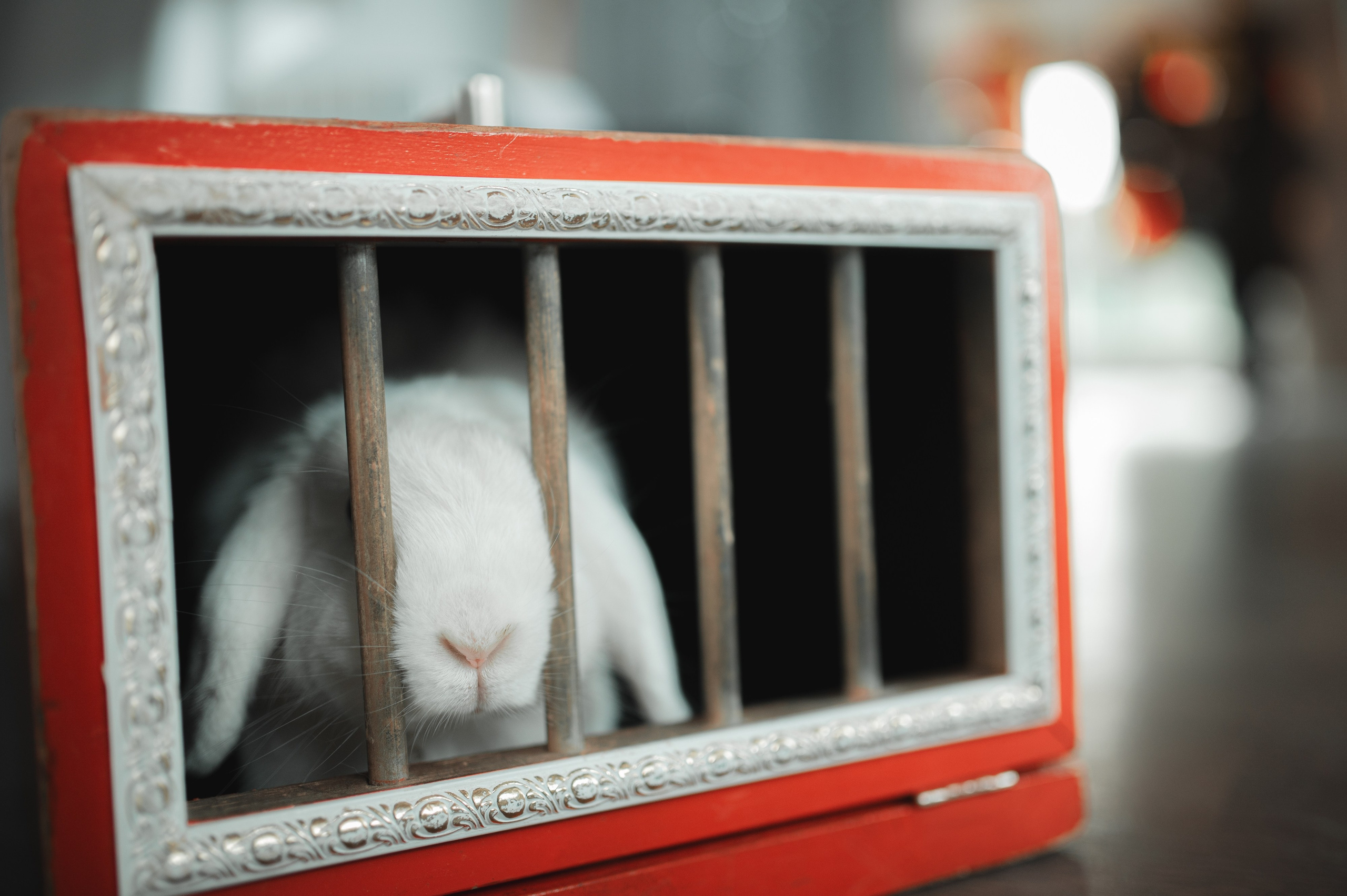 ДР Алисы. Свадебный и портретный фотограф в Москве Жердев Даниил
