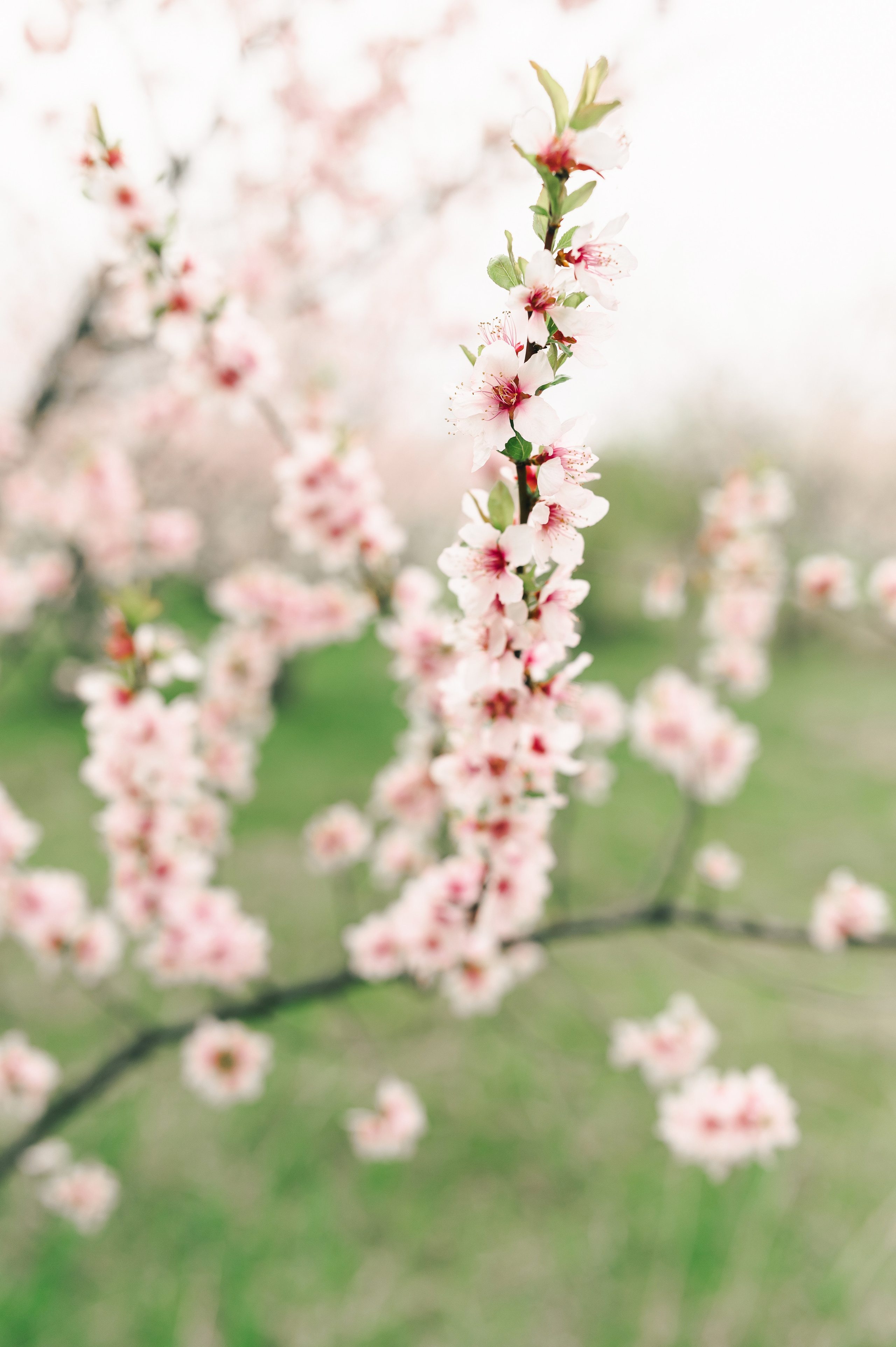 В ожидании…. Свадебный фотограф Екатерина Зайцева Краснодар