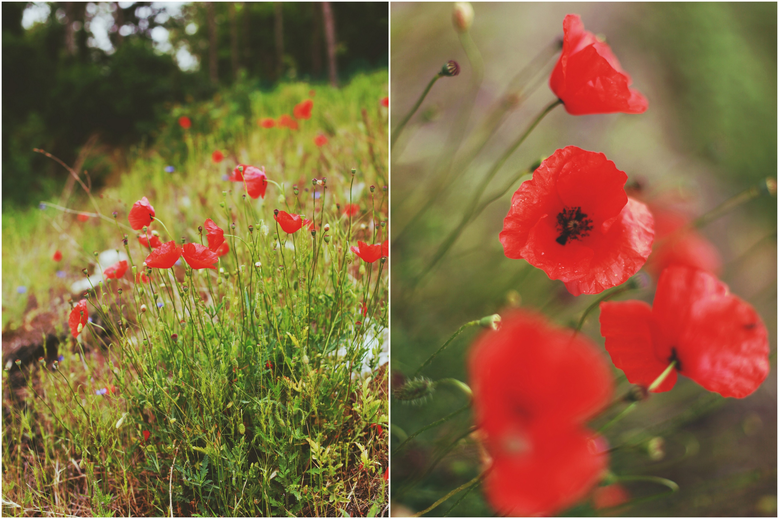 Болгария. Аня Степанова