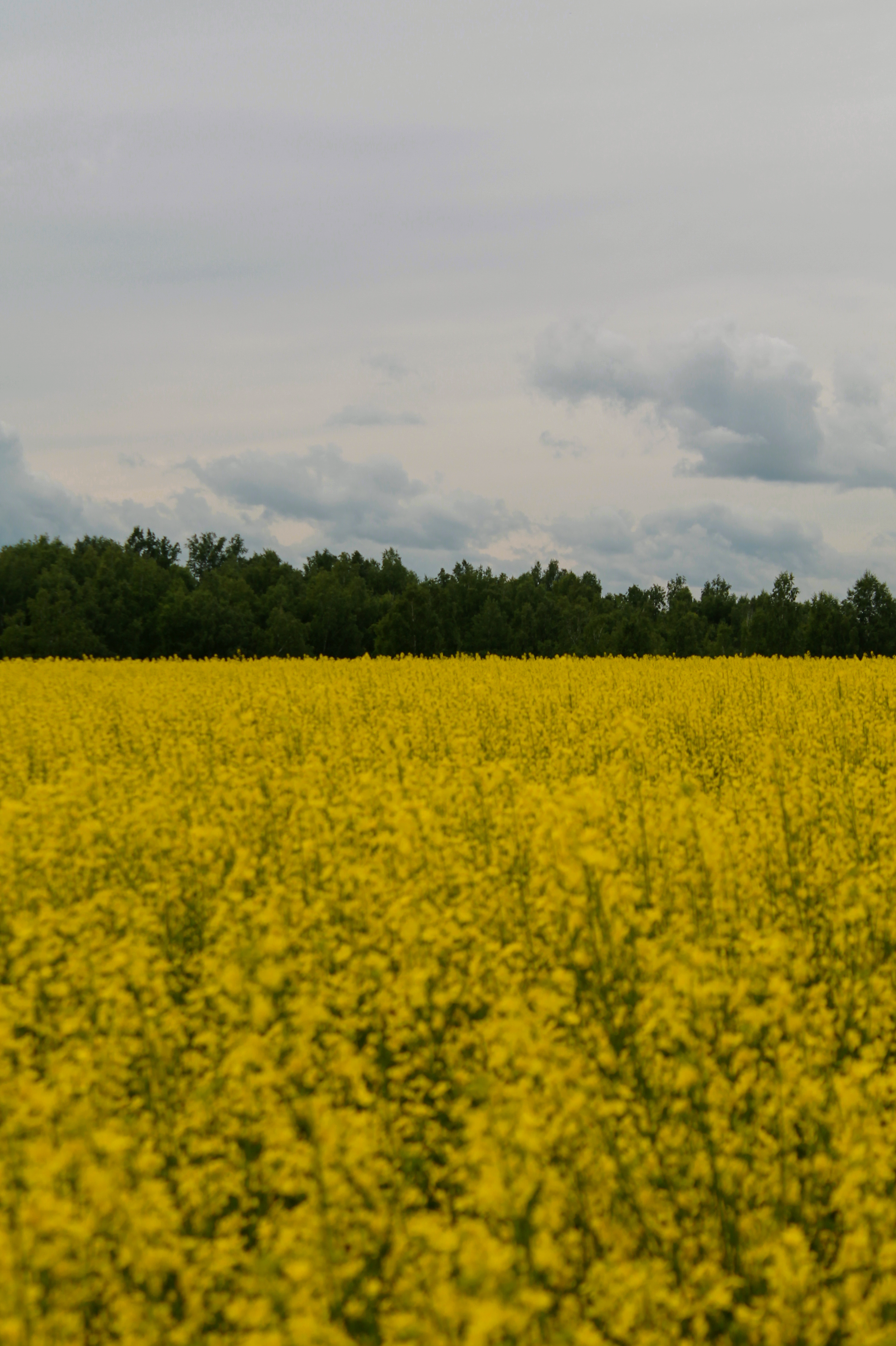 18.07.2022 | Красноярский край. Kuznetsov | Фотограф в Красноярске