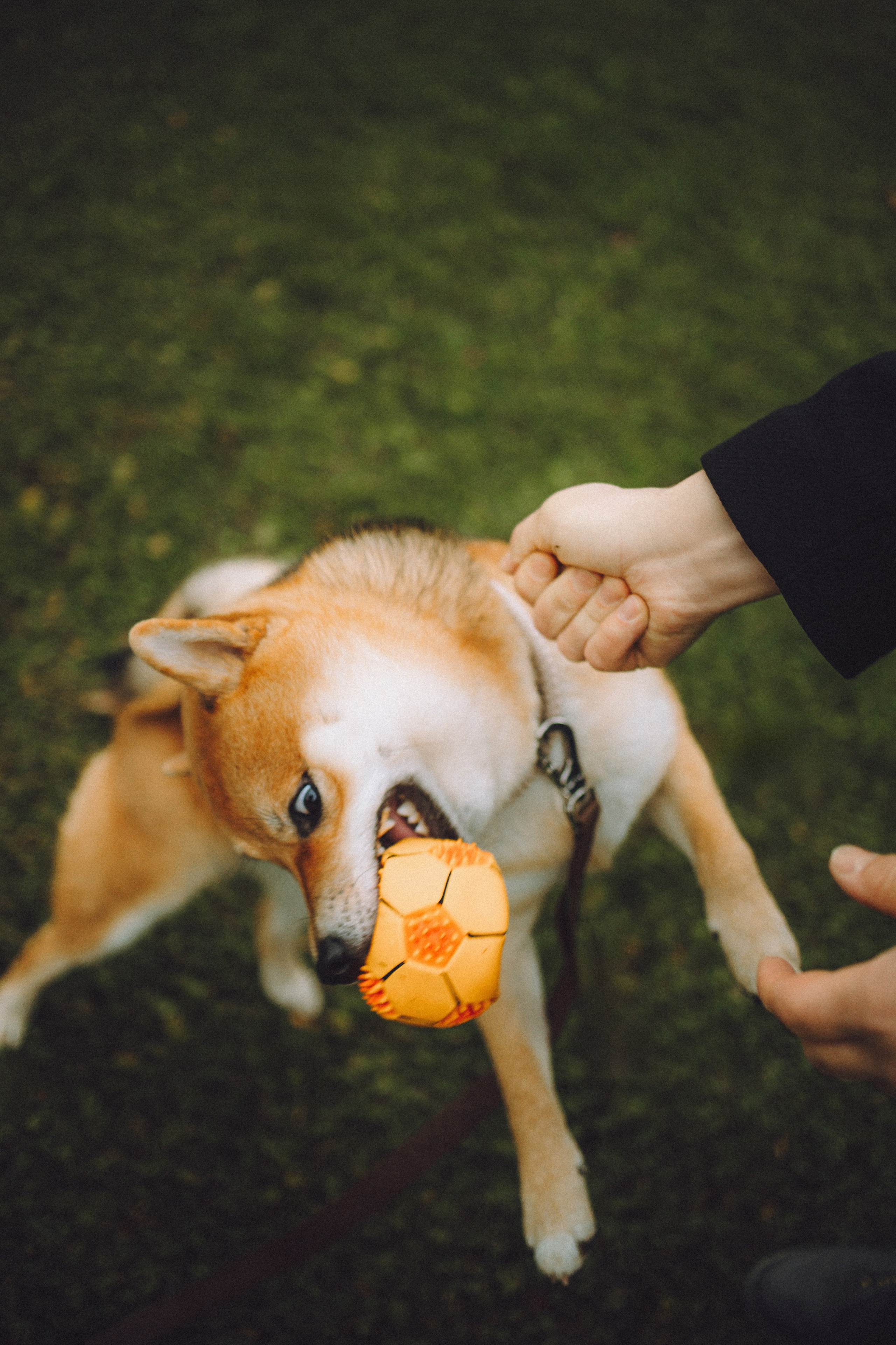 Настя, Юра и Скай