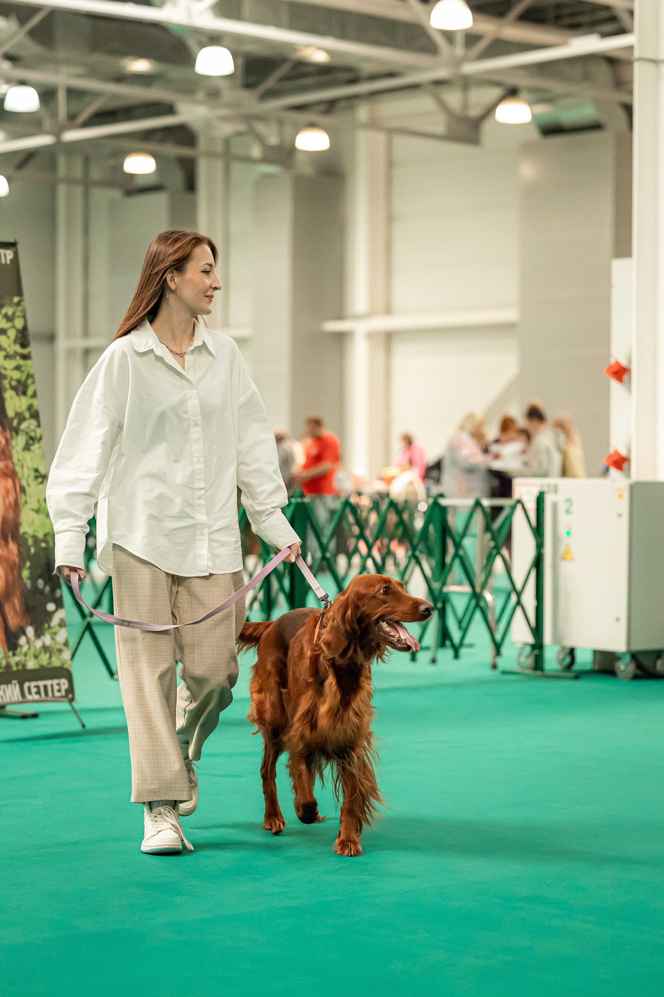 Выставка сеттеров 19.05.24