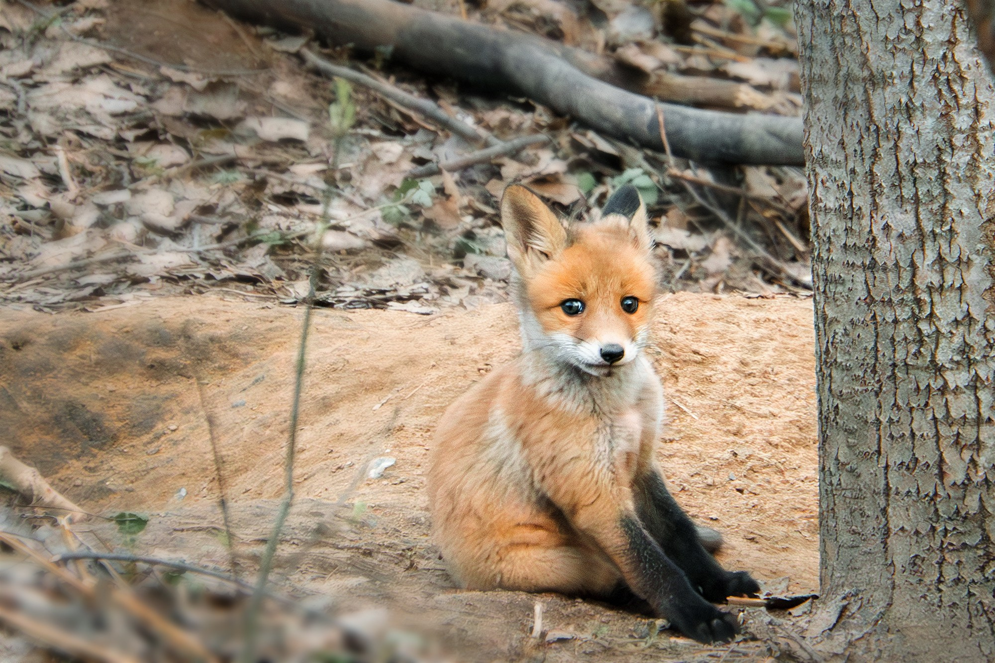 Животные. Ваш личный фотограф Марина Волкова