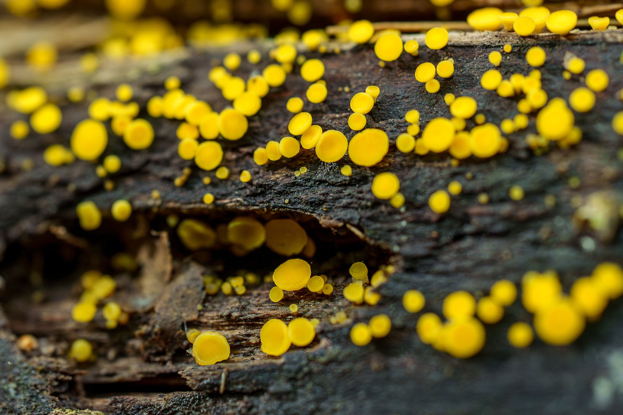 Цветы. Ваш личный фотограф Марина Волкова