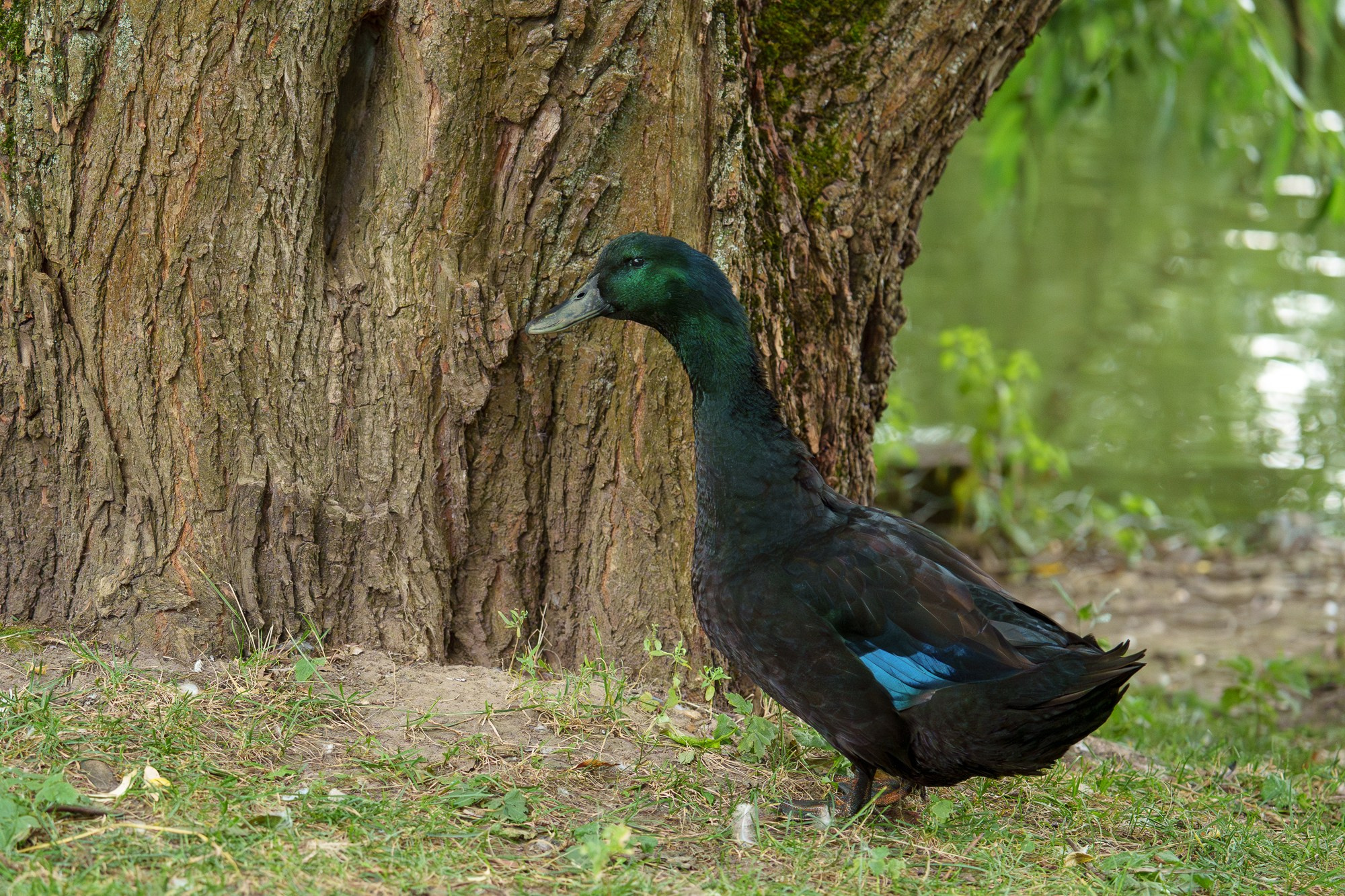 Удивительные мир птиц. Вокруг нас столько прекрасного — присмотритесь!. Ваш личный фотограф Марина Волкова