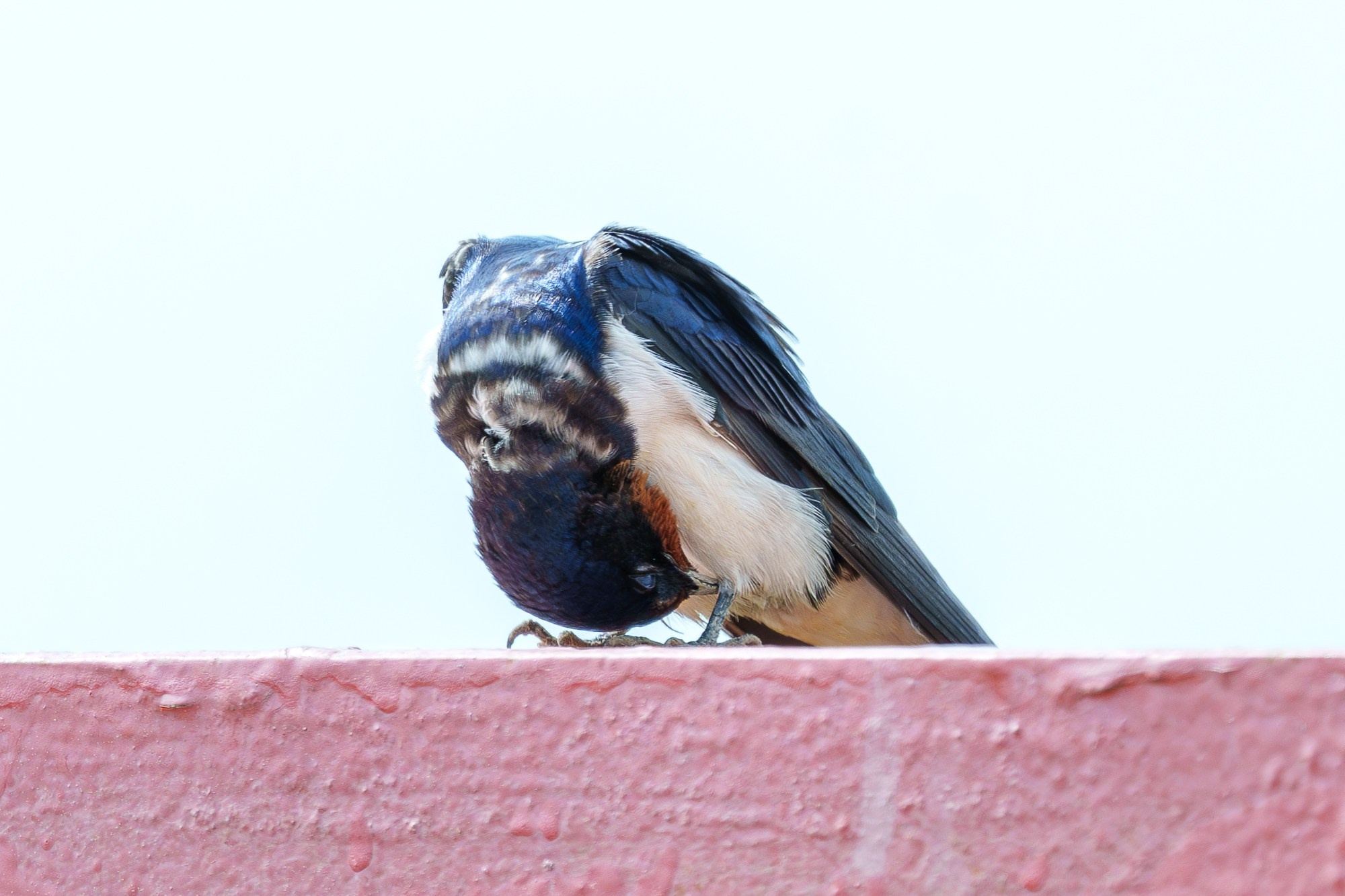 Удивительные мир птиц. Вокруг нас столько прекрасного — присмотритесь!. Ваш личный фотограф Марина Волкова