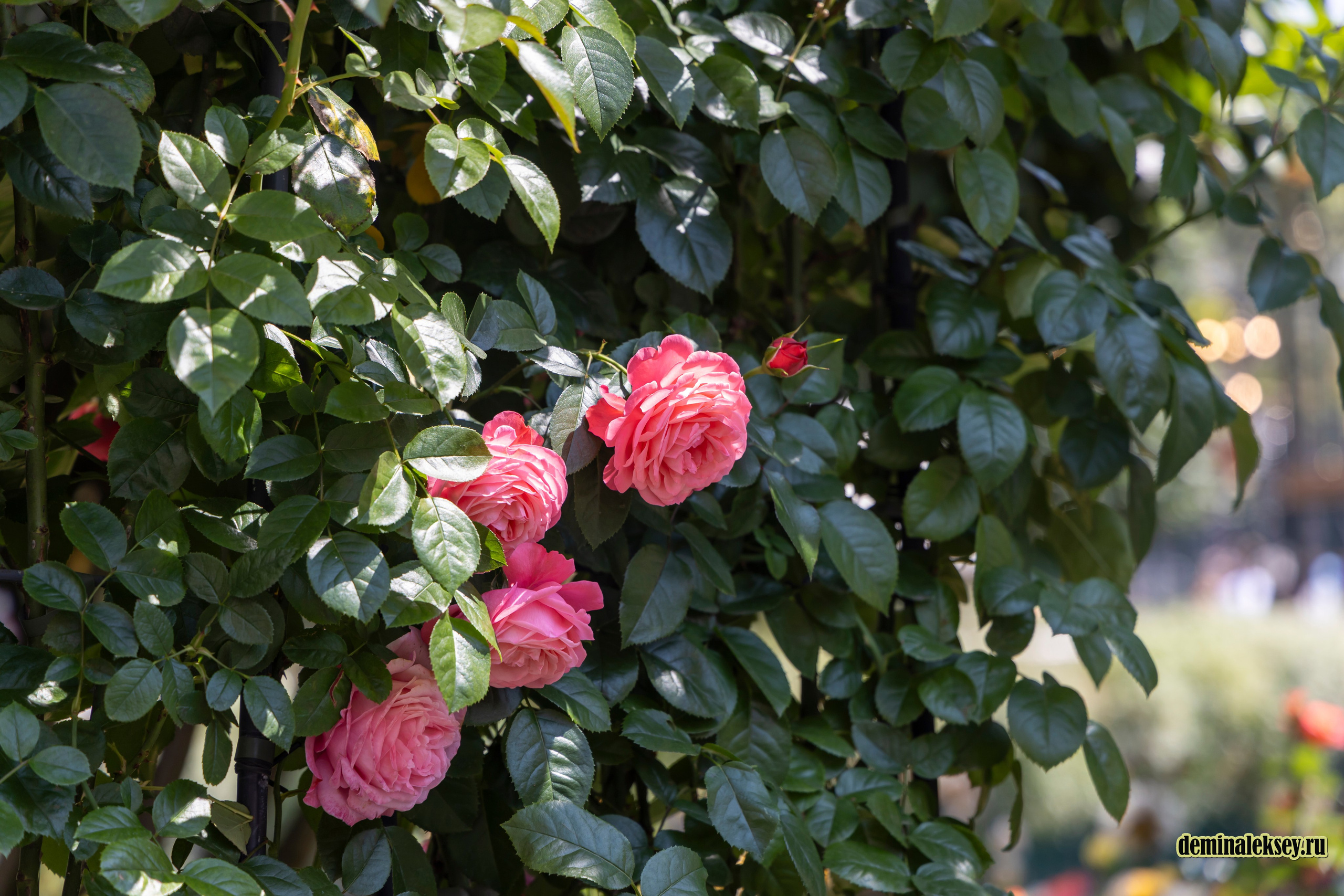 Фестиваль Дни индии на Манежной площади. Репортажный, семейный и студийный фотограф в Москве Демин Алексей