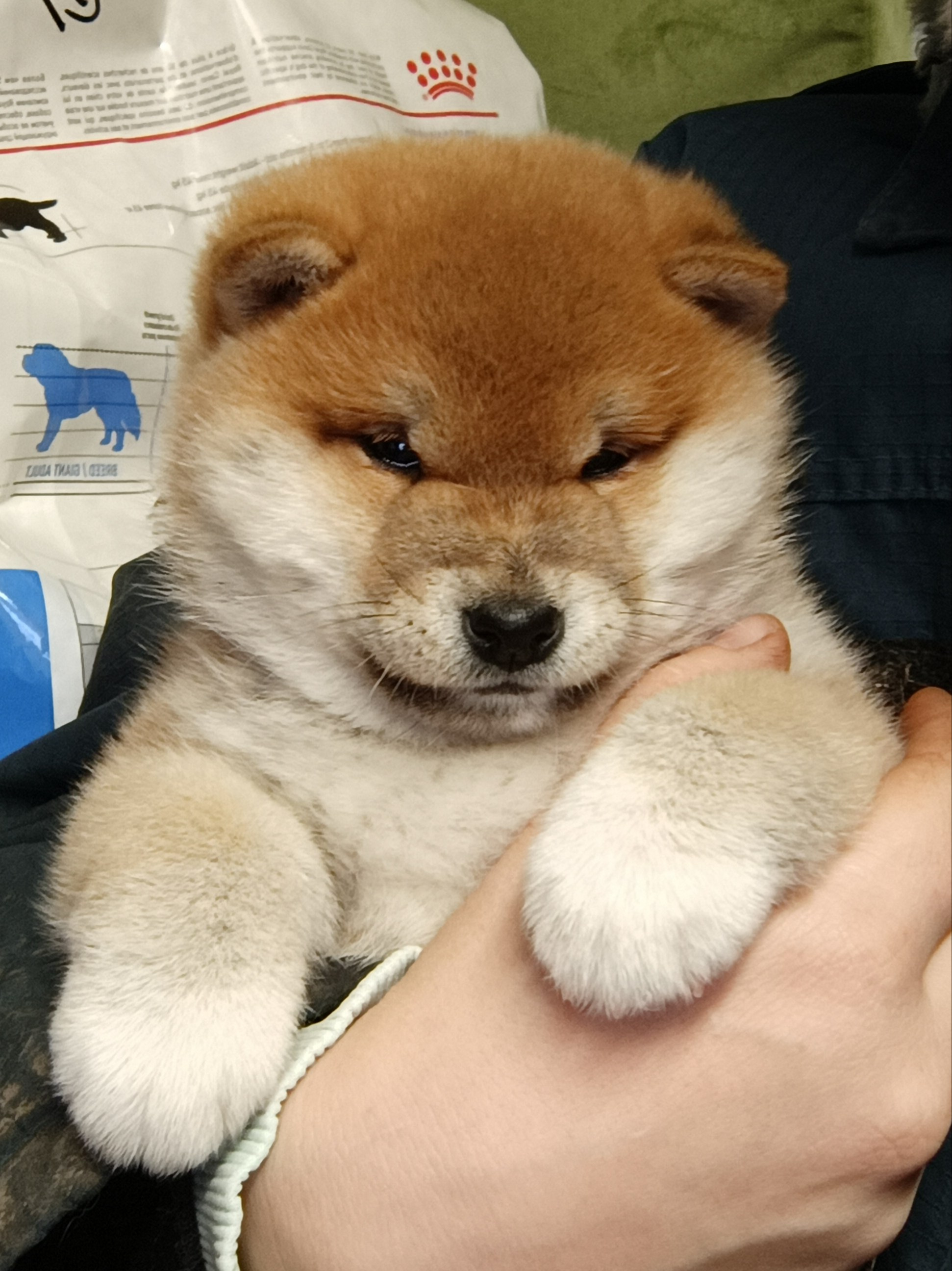 сиба питомник Рубилайт щенки на продажу rubylight  сиба щенки купить СПб Санкт-Петербург 