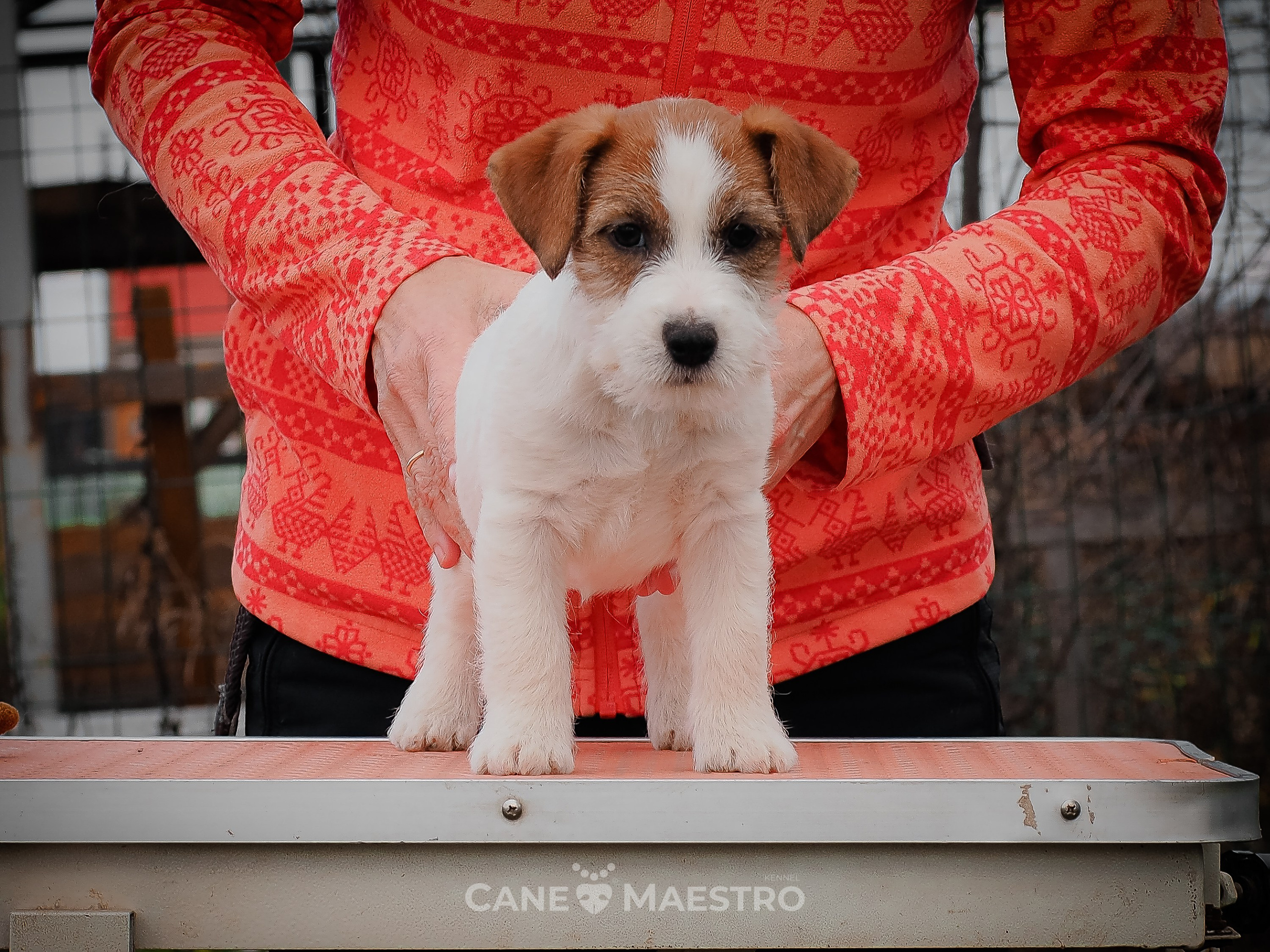 Сука2_БР_27_08_25. CANE MAESTRO — kennel Jack Russell Terrier