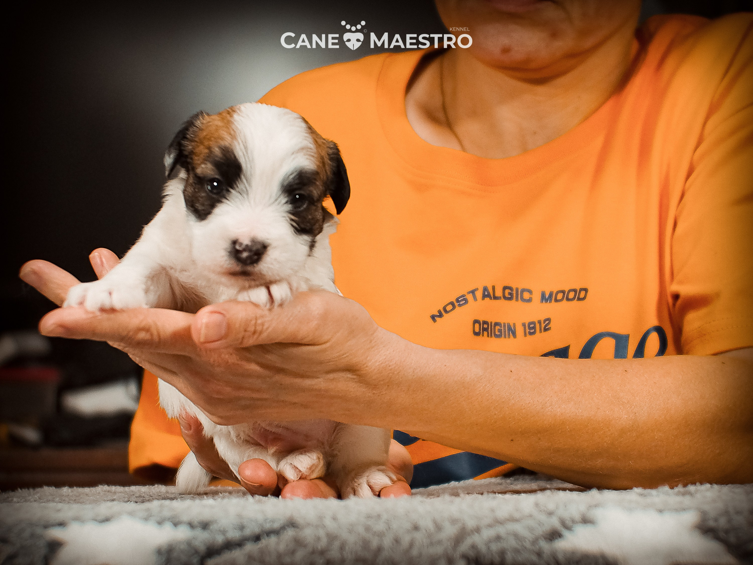 КОБ_ЛИСА_05_01_26. CANE MAESTRO — kennel Jack Russell Terrier