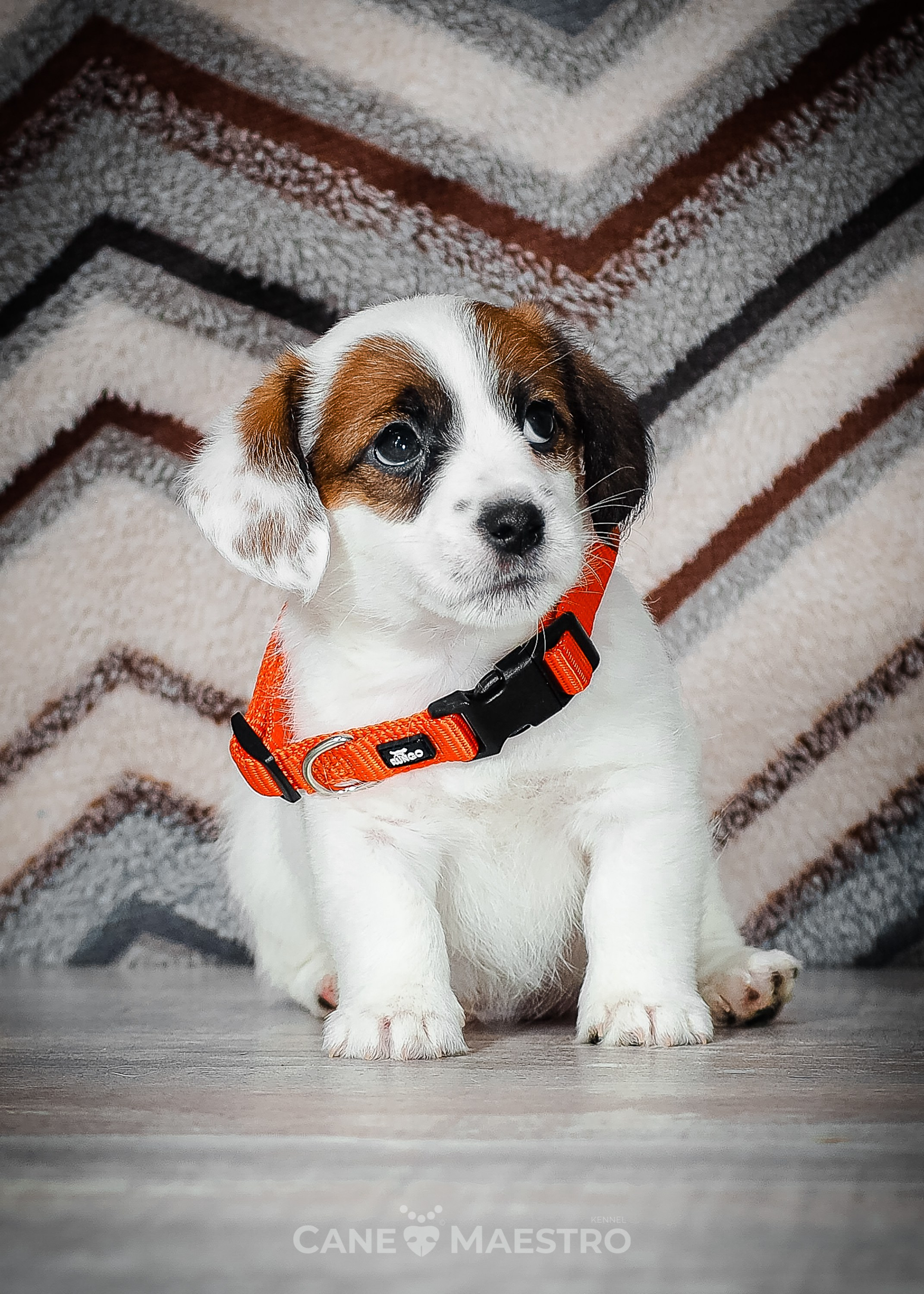 1КОБЛ_МОНОКЛЬ_Ц_ЛИТТЕР. CANE MAESTRO — kennel Jack Russell Terrier