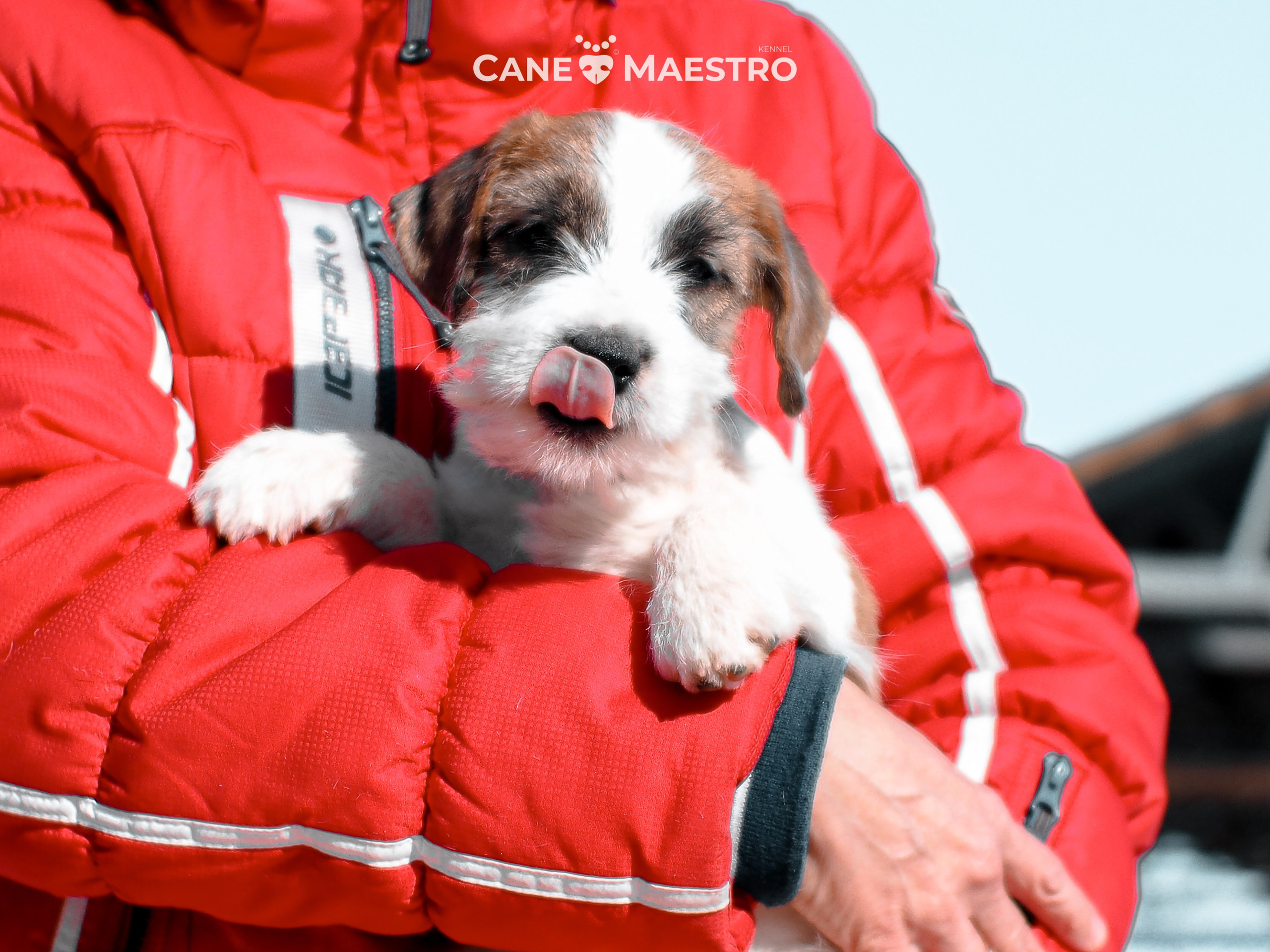 КОБ_ЛИСА_05_01_26. CANE MAESTRO — kennel Jack Russell Terrier