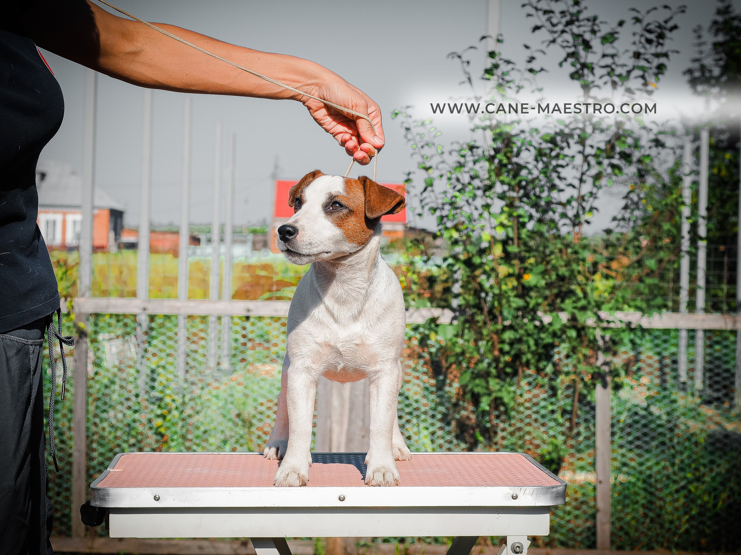 Щенок Джек-рассел-терьер. КМ ФЕРИТЕЙЛ. Гладкий джек рассел. Девочка№1. КАНЕ МАЭСТРО — питомник Джек рассел терьеров