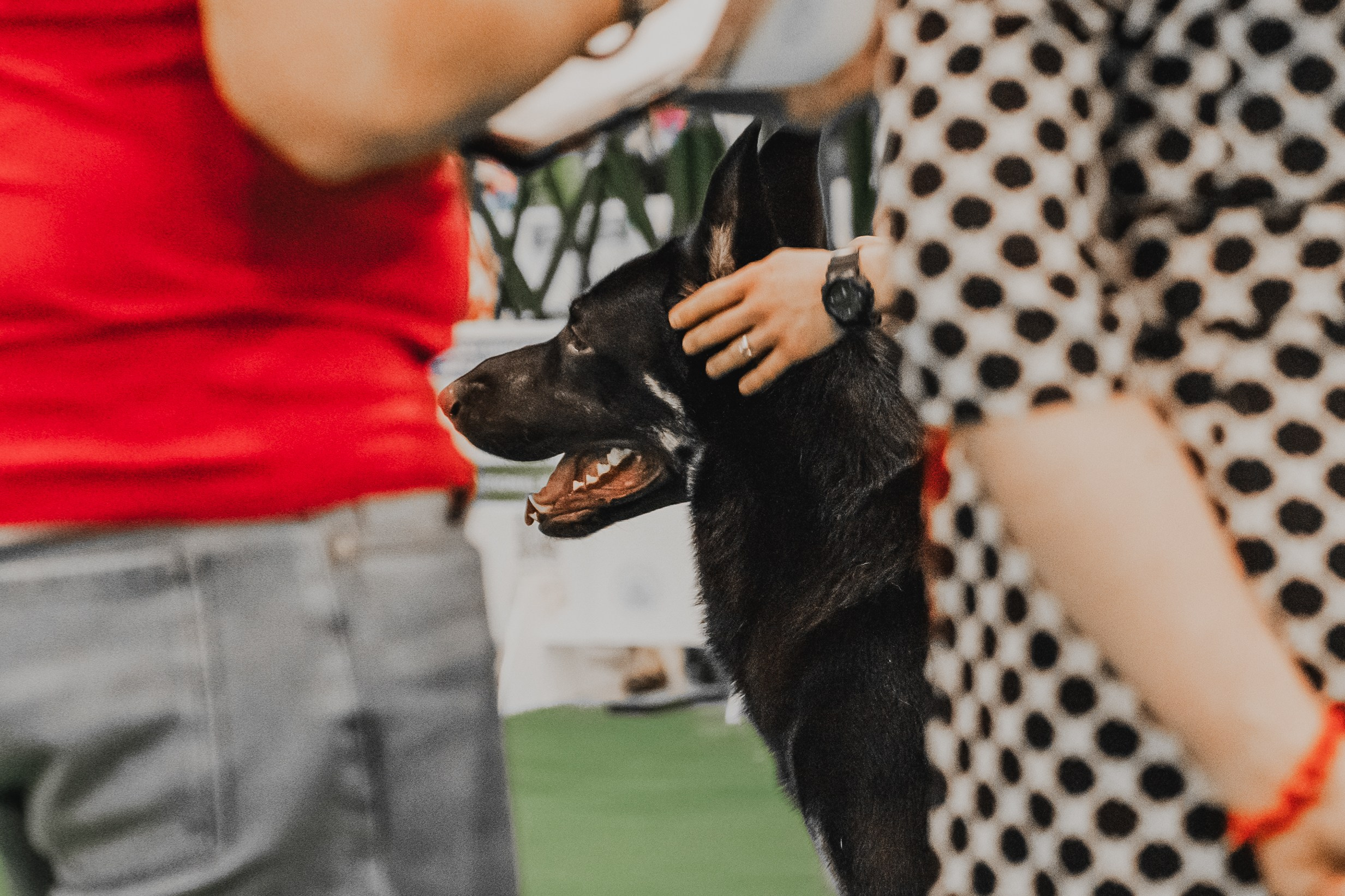 Международная выставка собак всех пород. Репортажный фотограф Анастасия Рубцова