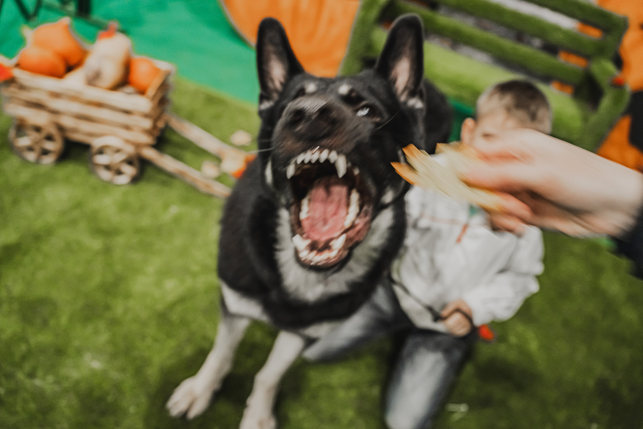 Международная выставка собак всех пород. Репортажный фотограф Анастасия Рубцова