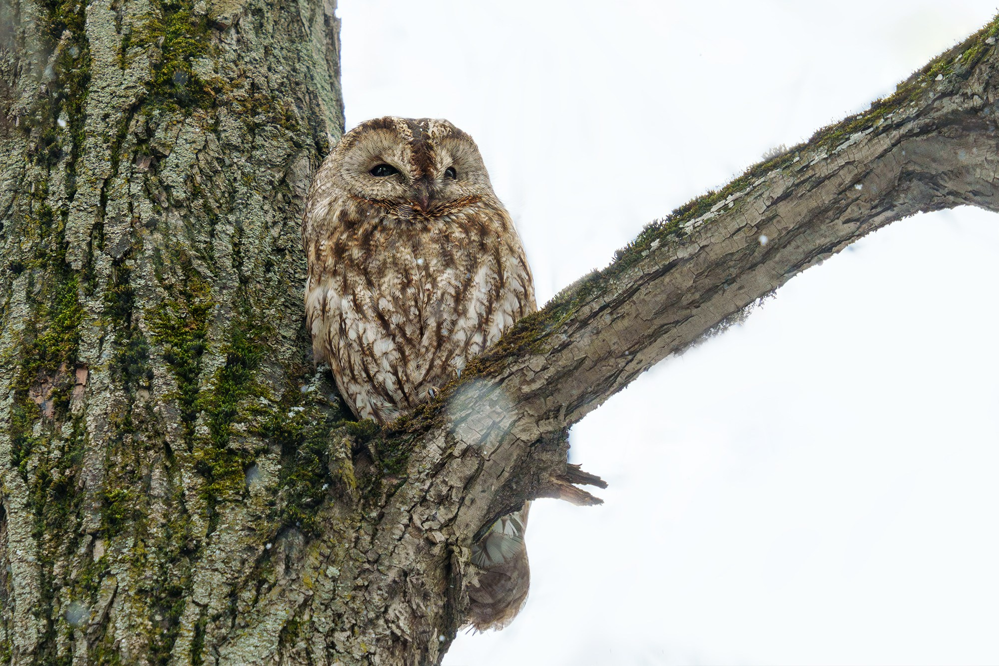 Удивительные мир птиц. Вокруг нас столько прекрасного — присмотритесь!. Ваш личный фотограф Марина Волкова