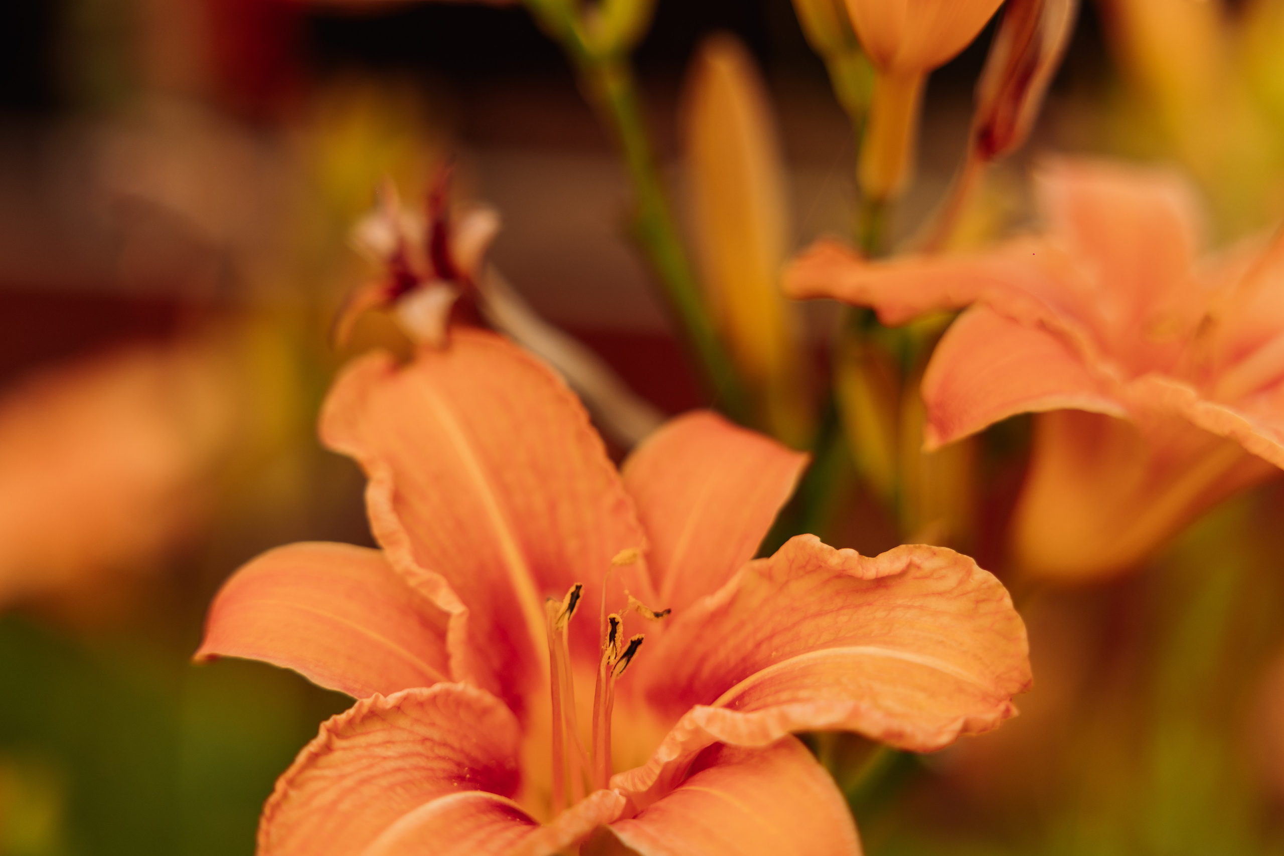 Гостевой Дом «Ривьера» | г. Коломна. ФОТОГРАФ ИРИНА ШАМАТАВА