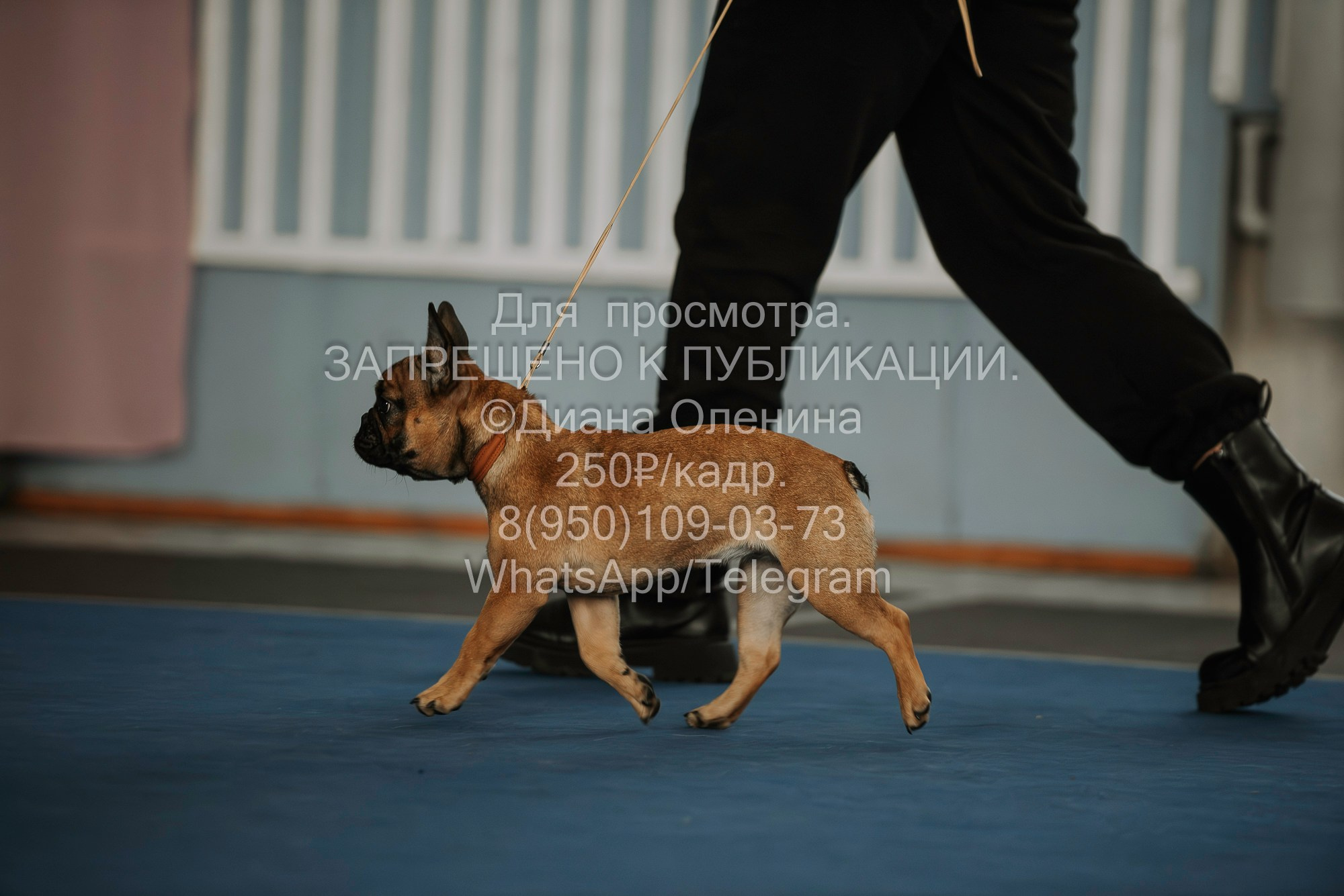 Выставка собак Красноярск 29.10.2023. Фотограф Диана Оленина Красноярск / Братск