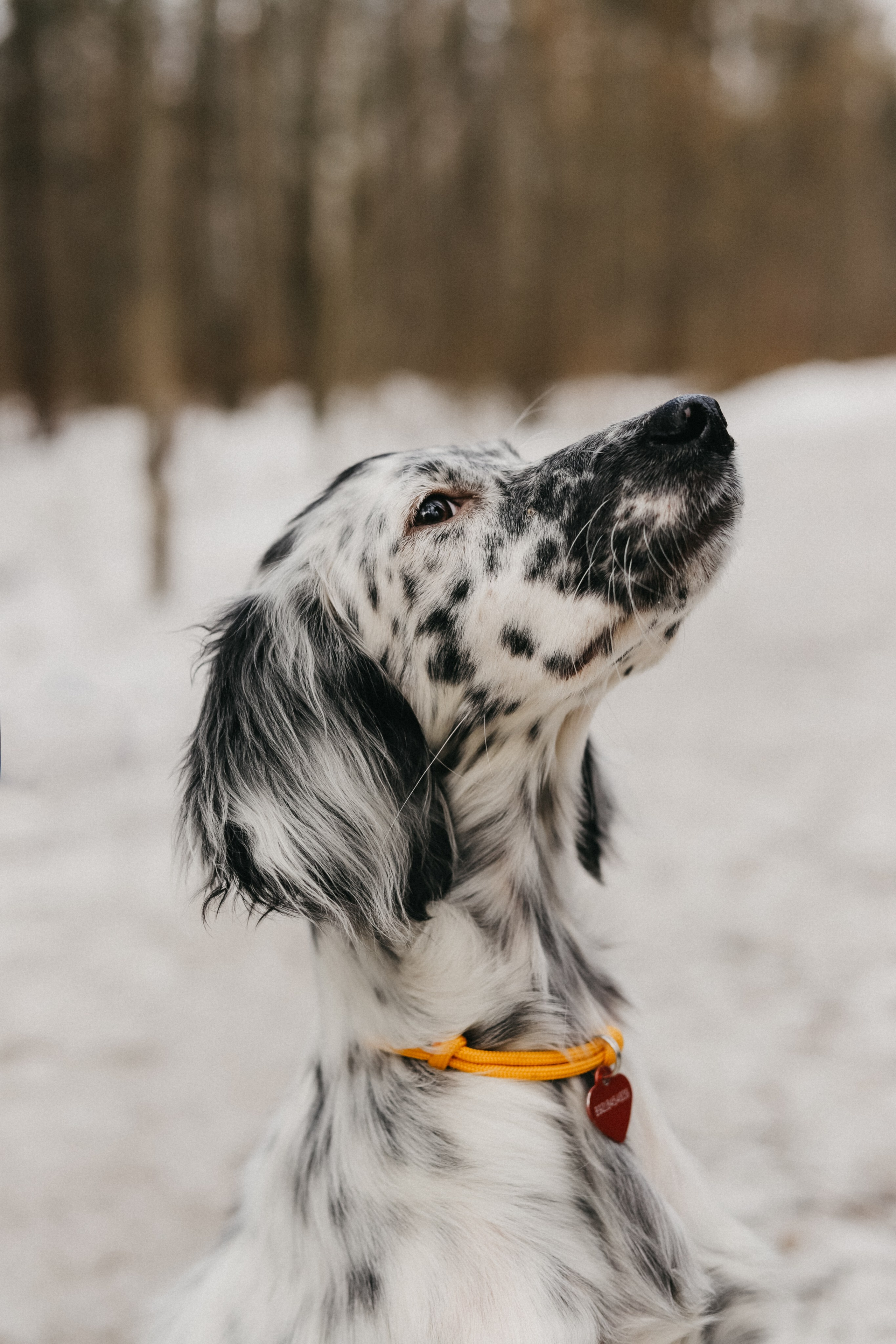 Для приюта (уже дома). Фотограф Москва и Санкт-Петербург
