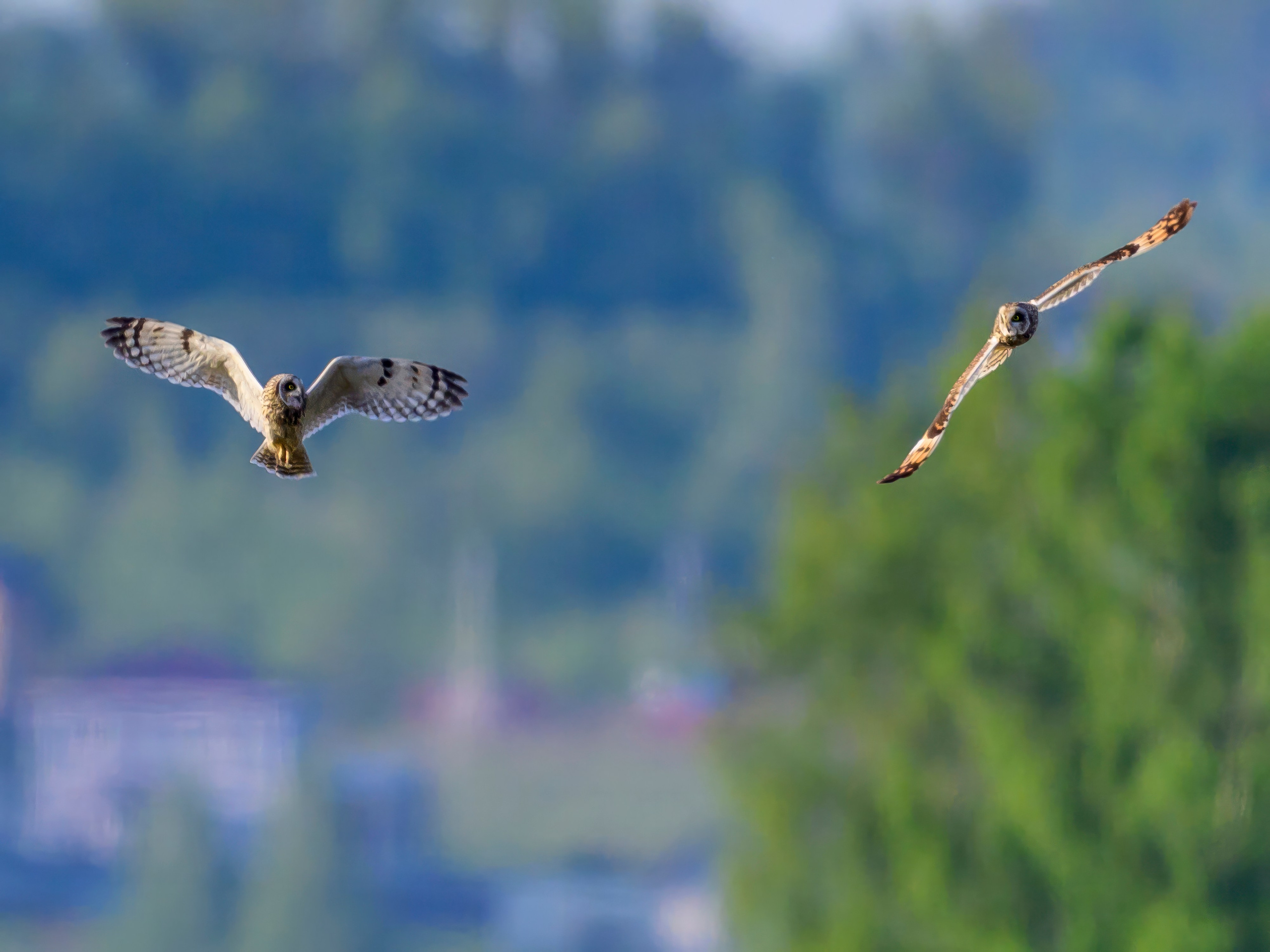 Совы и сороки. Wildlife photography by Sergey Puponin