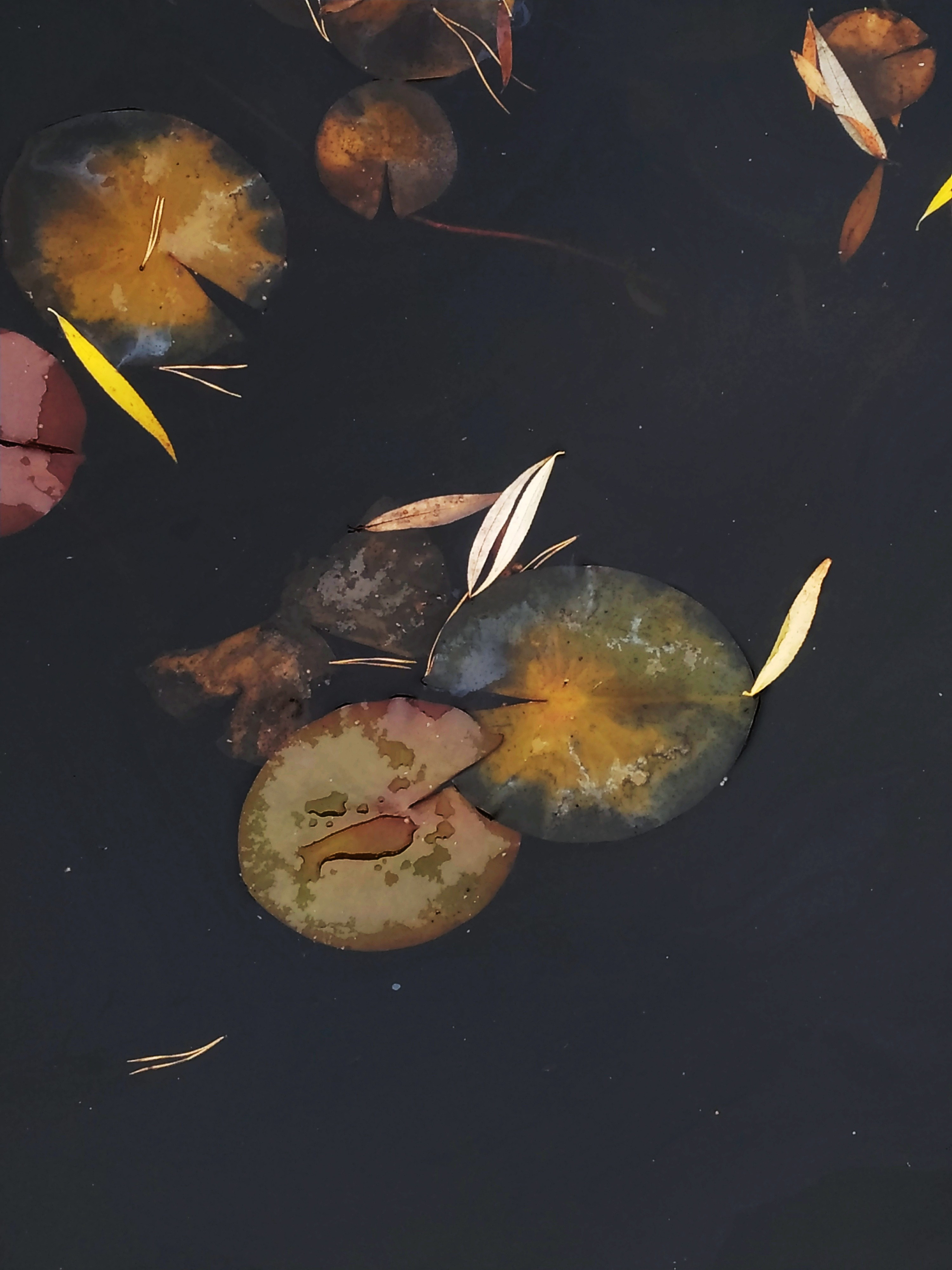 Лилия осень I. Предметная фотография. Москва