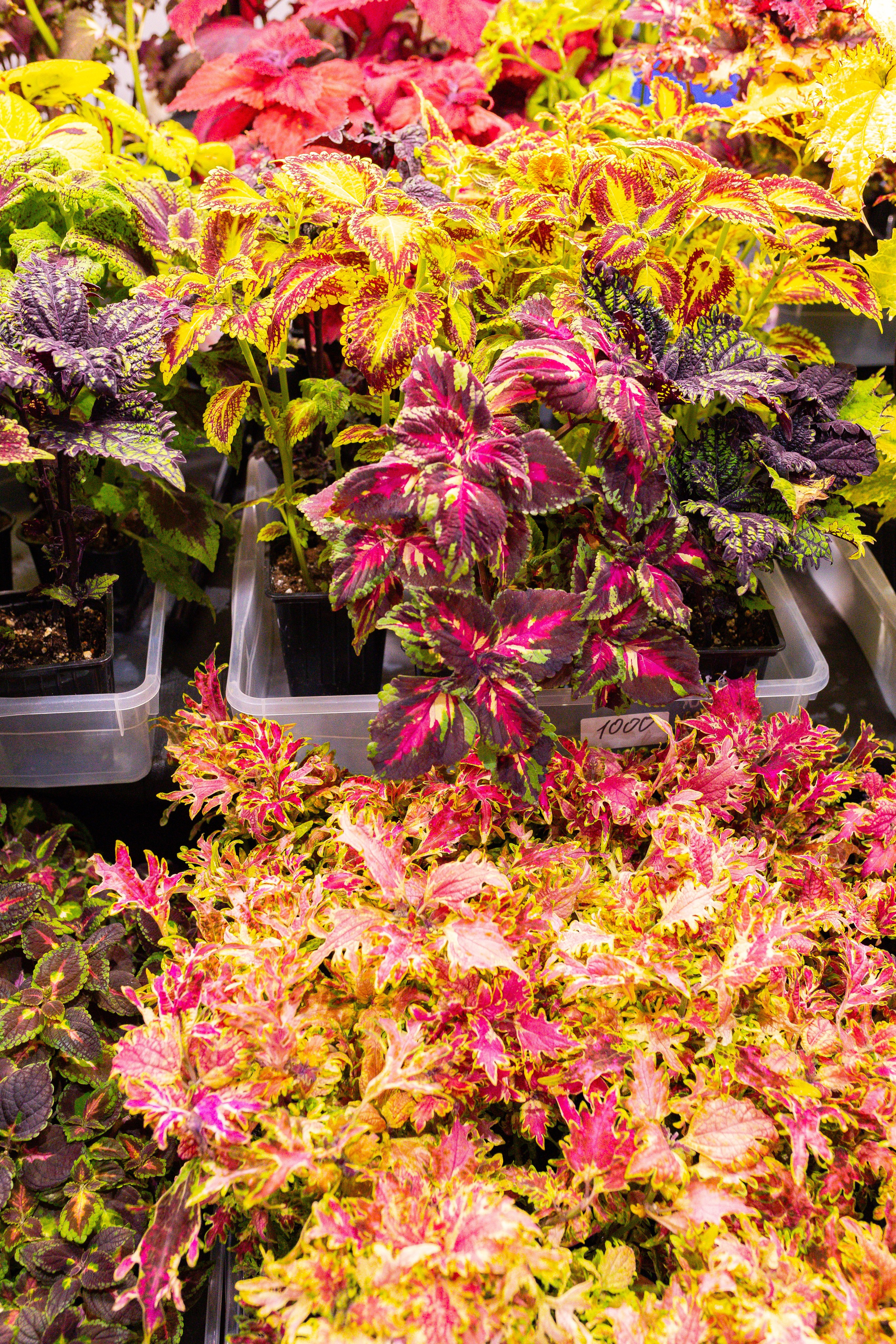 Монстериум 11–12 октября. Александра Куликова фотограф, Москва