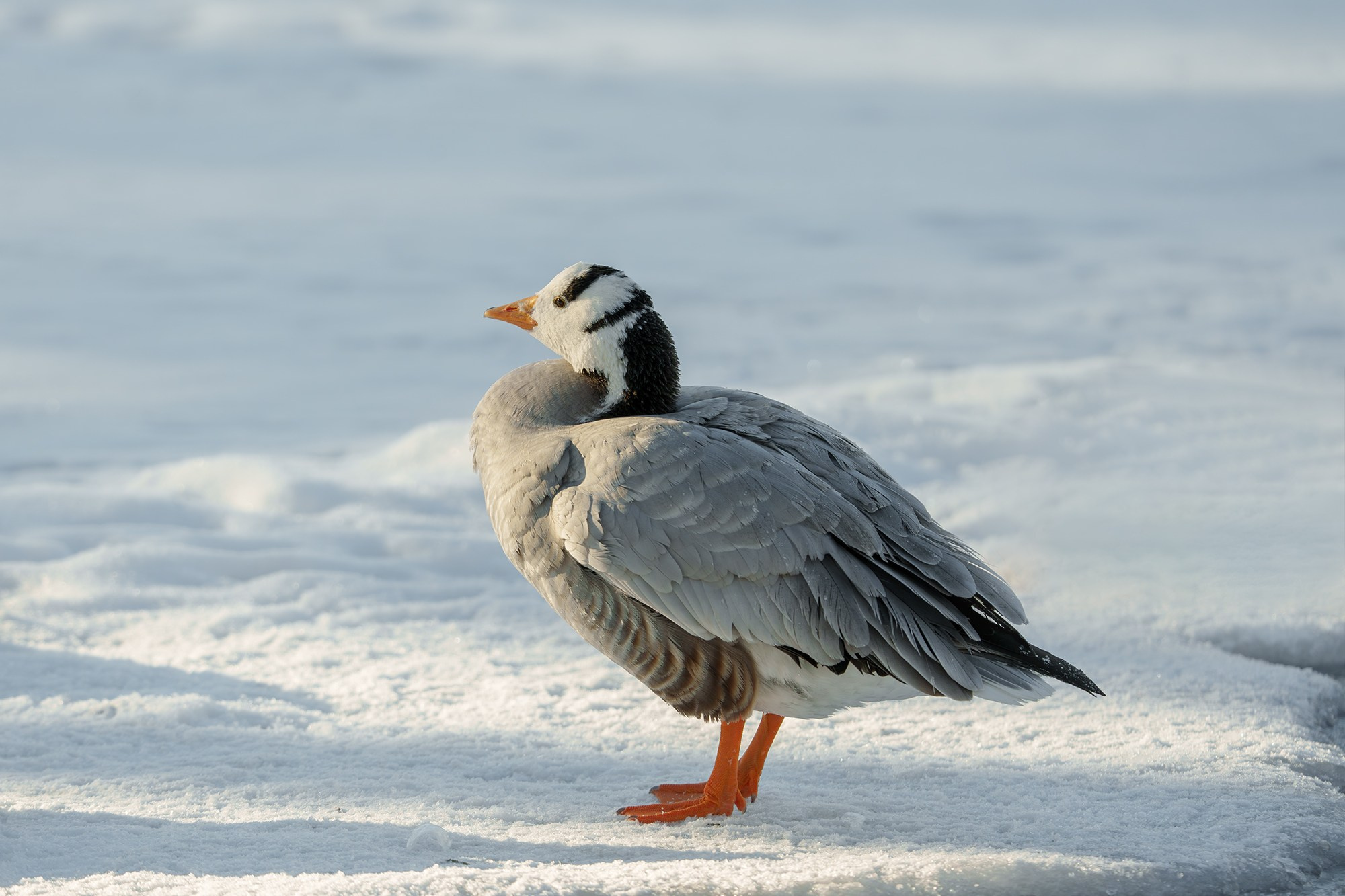 Удивительные мир птиц. Вокруг нас столько прекрасного — присмотритесь!. Ваш личный фотограф Марина Волкова
