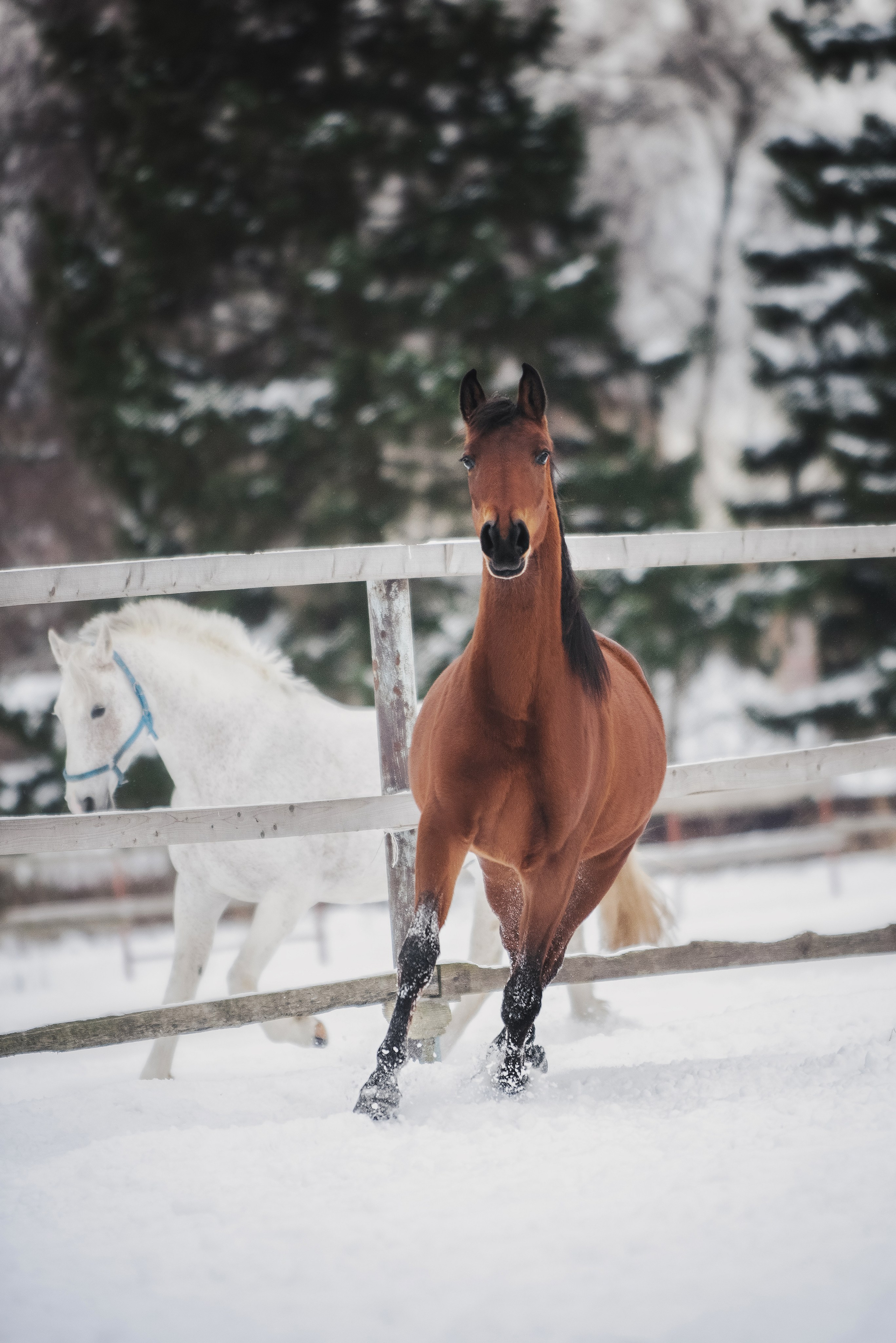Дестини. Куракина Дарья • Конный фотограф