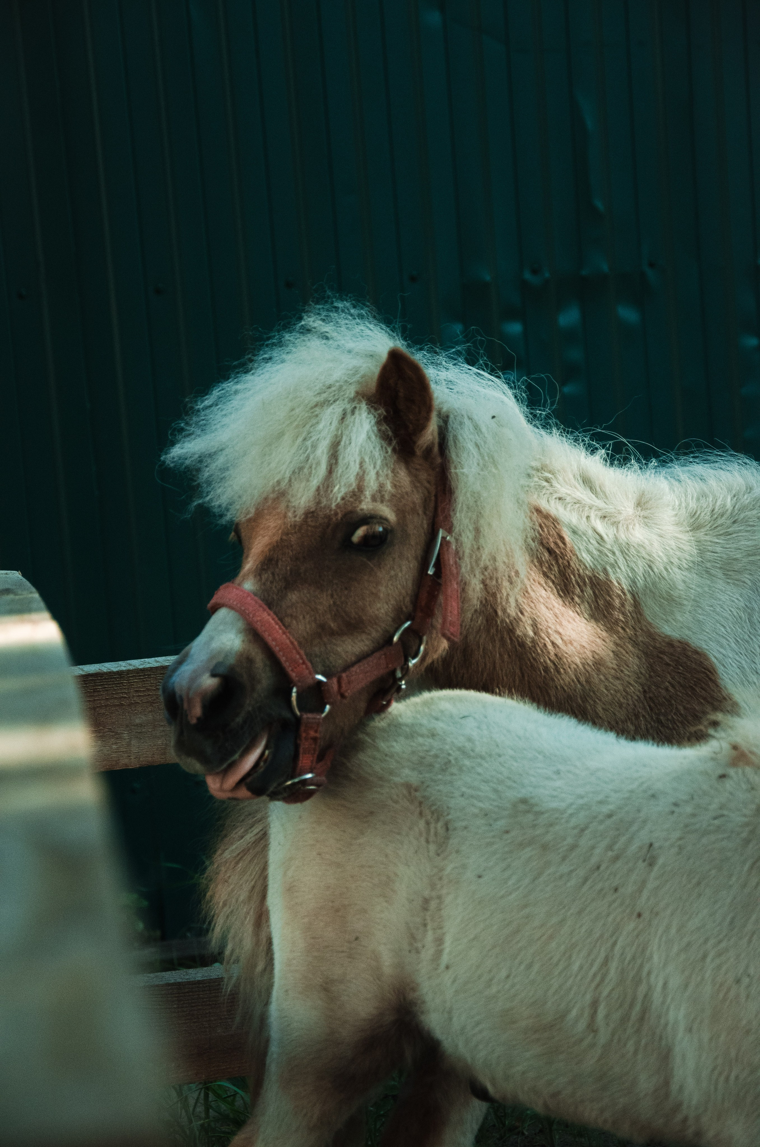 Лошади. Мультифотограф Виктория Лихоманова
