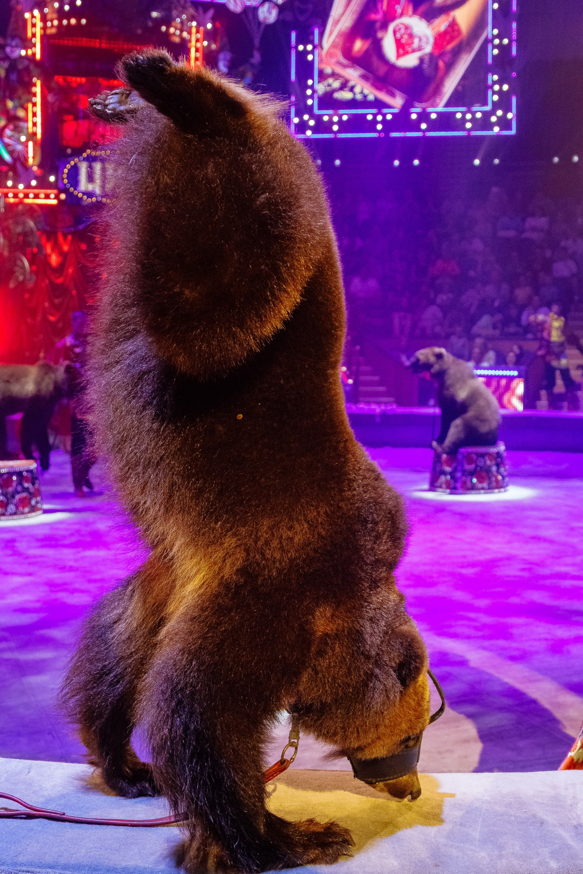 Сочинский росгорцирк Шоу Гии Эрадзе цирк. Профессиональный фотограф в Сочи Виктория Джой. Обучение