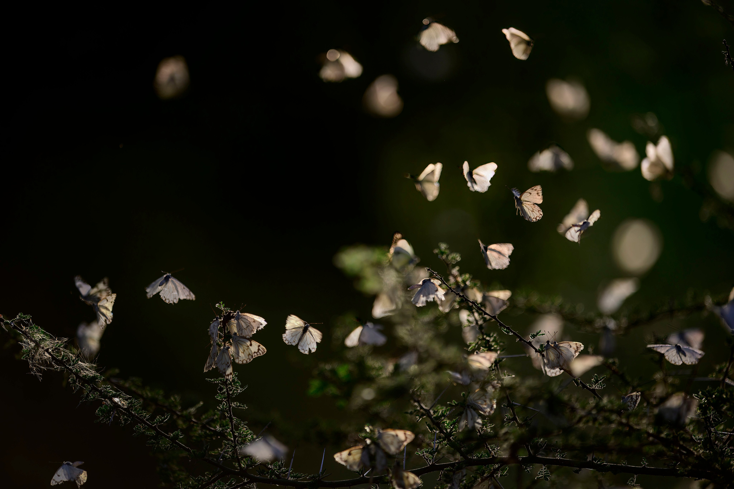 Кения. Wildlife photography by Sergey Puponin