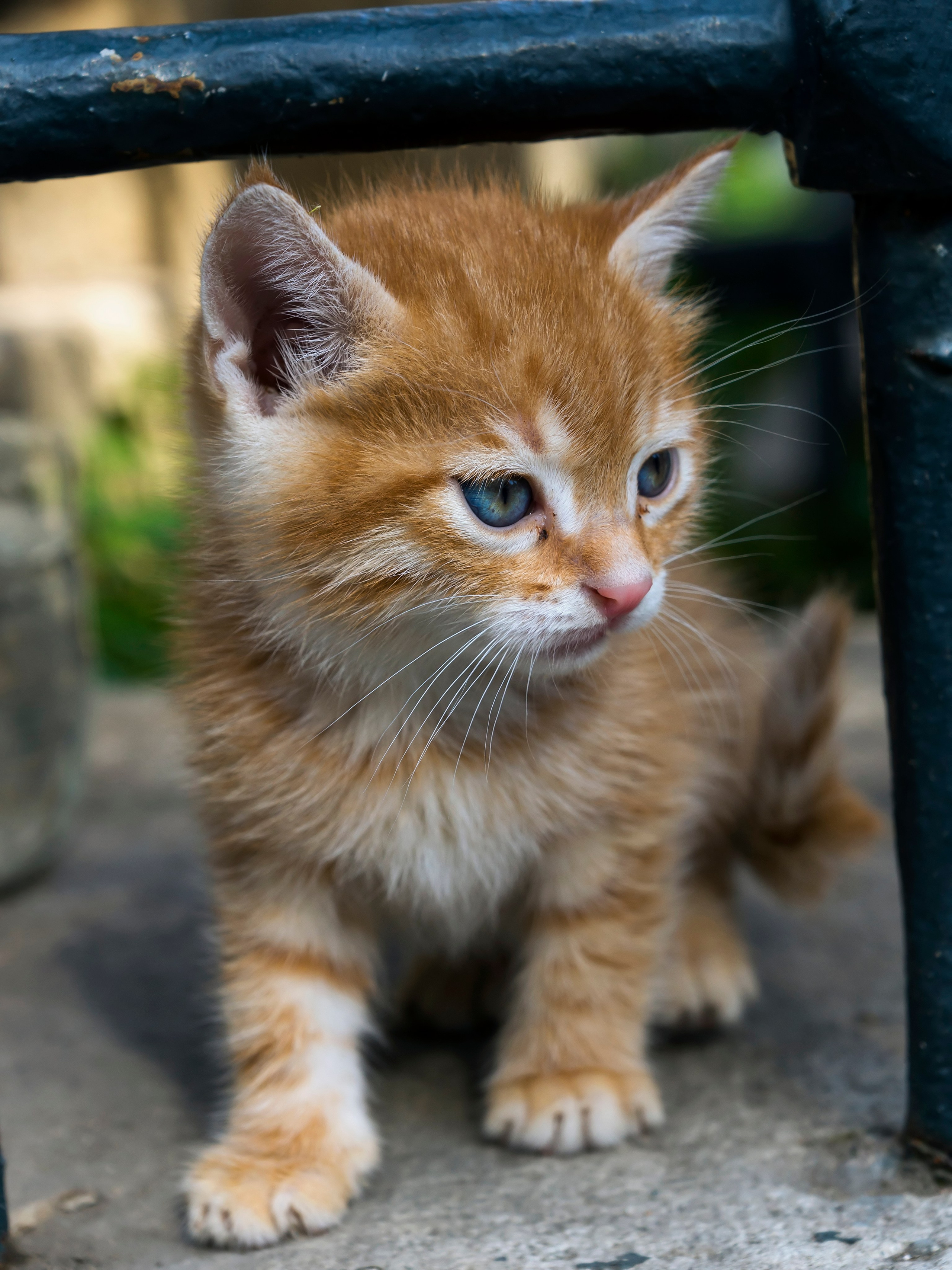 Стамбульские кошки. Фотограф-путешественник Самойлов Максим «Sly Fox»