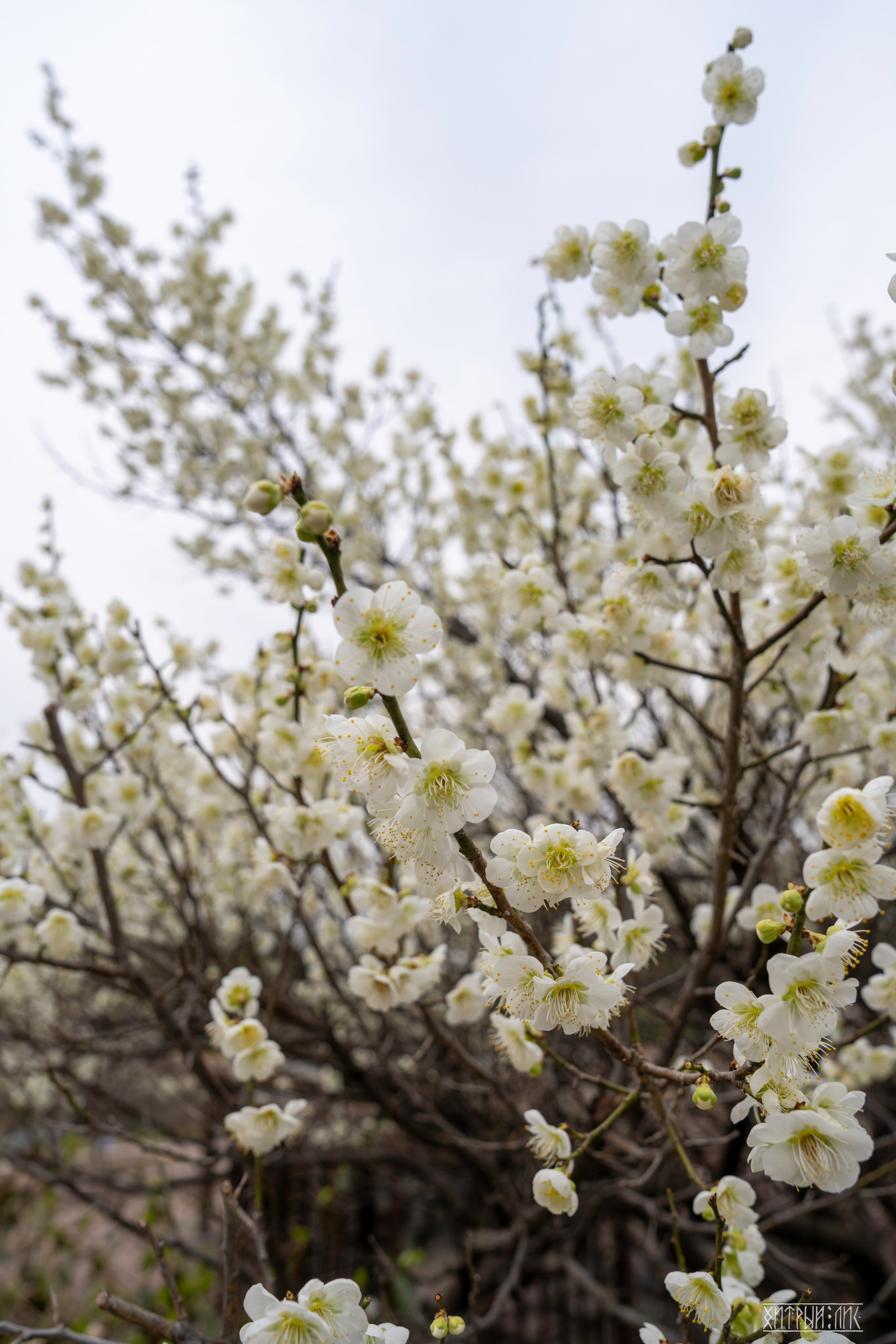 Южная Корея. Фотограф-путешественник Самойлов Максим «Sly Fox»
