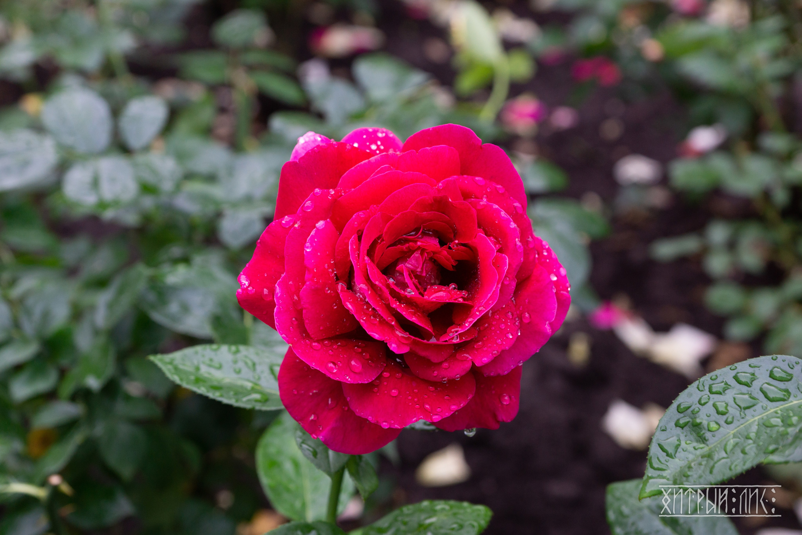 Беларусь. Фотограф-путешественник Самойлов Максим «Sly Fox»