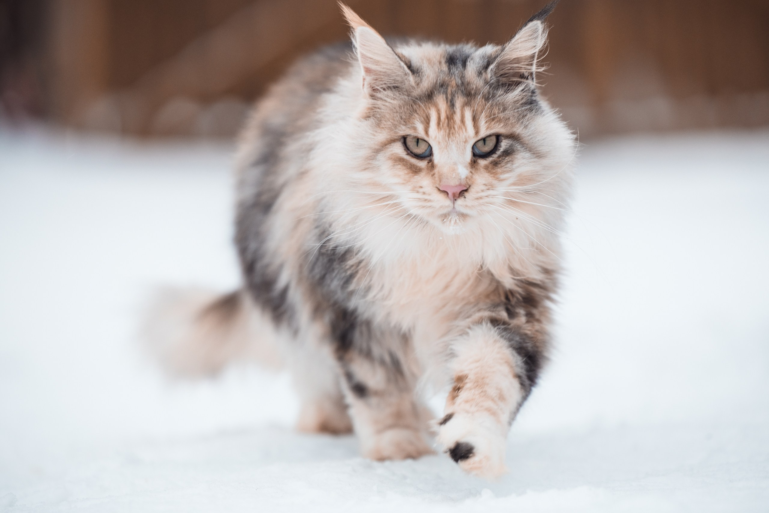 Фотосессии для животных. Denis Vychugzhanin Photo