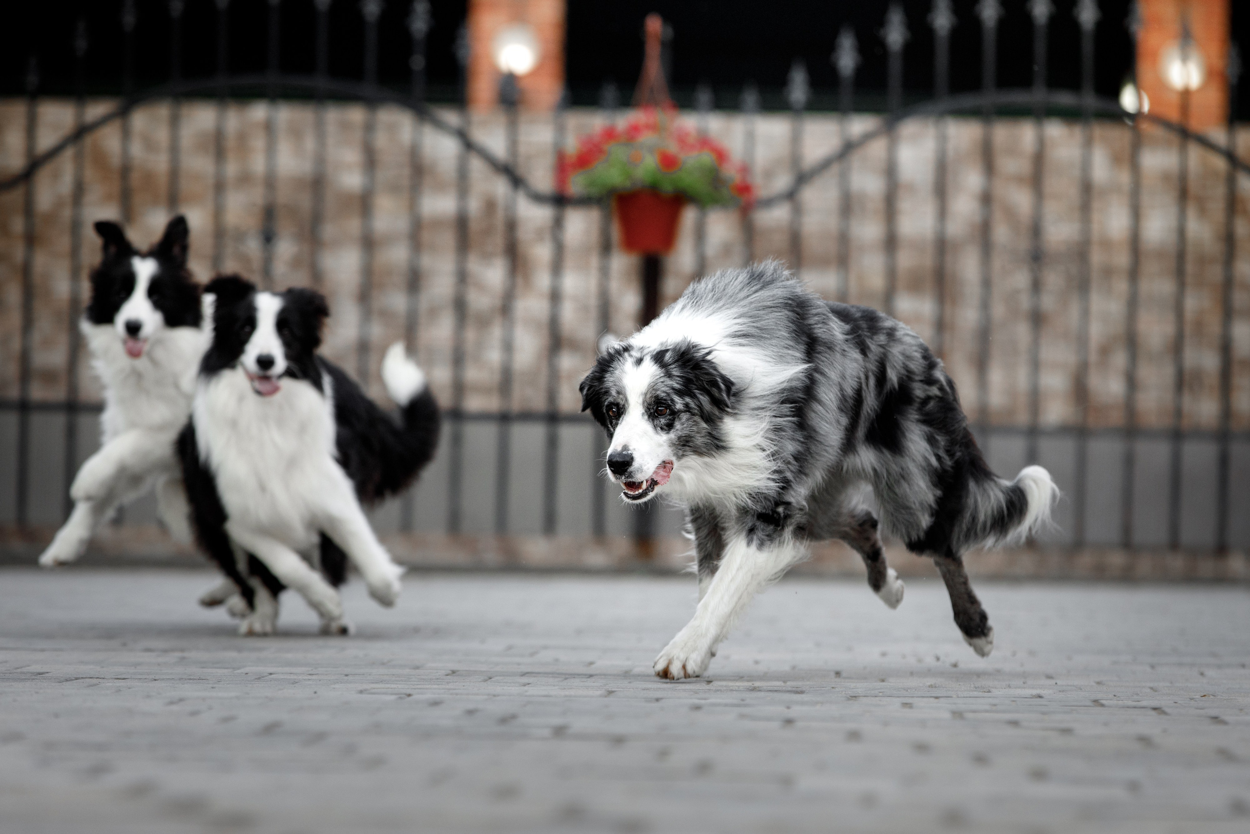 Болтовня в саду. О нас