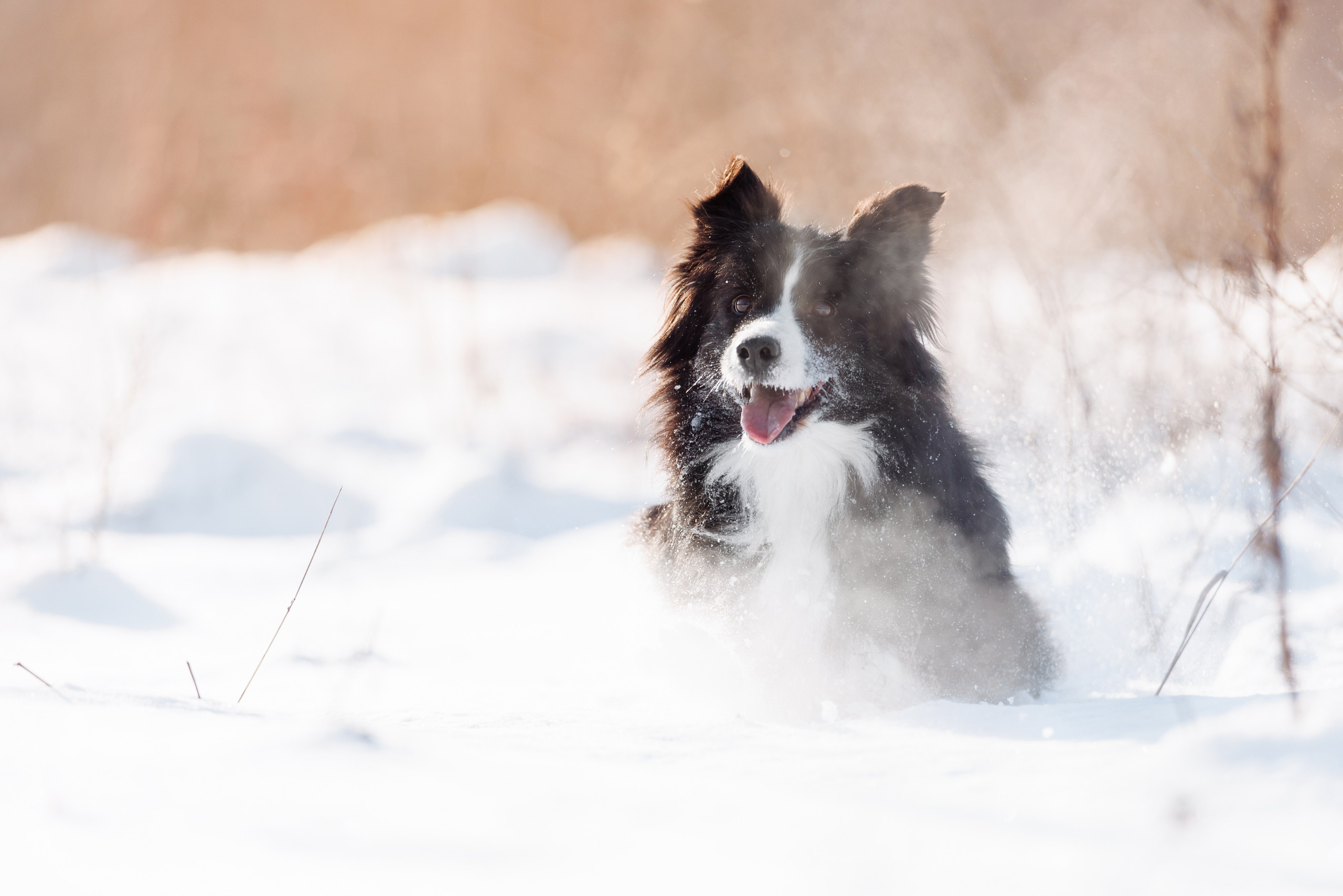 Яркий январь. О нас