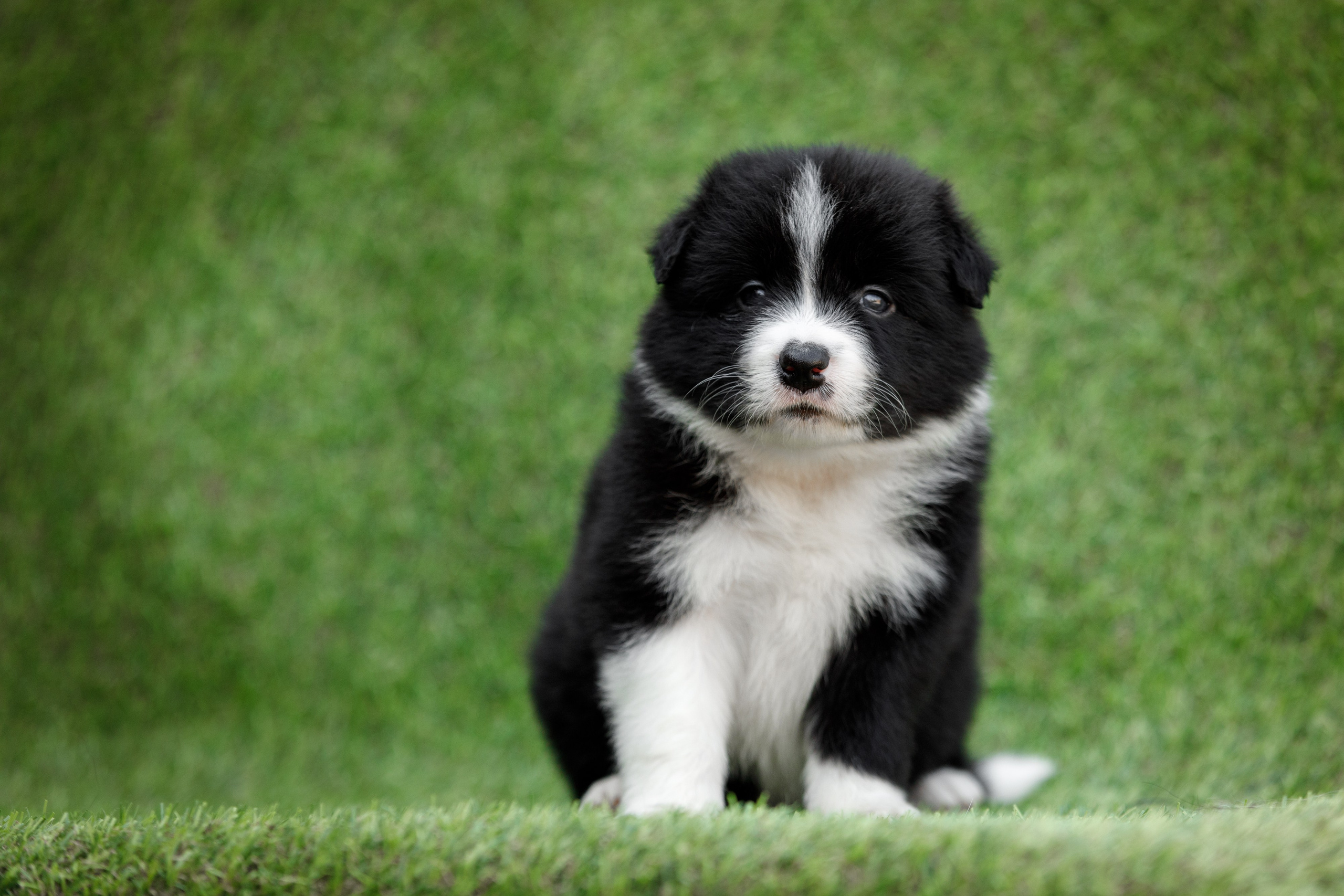 Смешарики. О нас