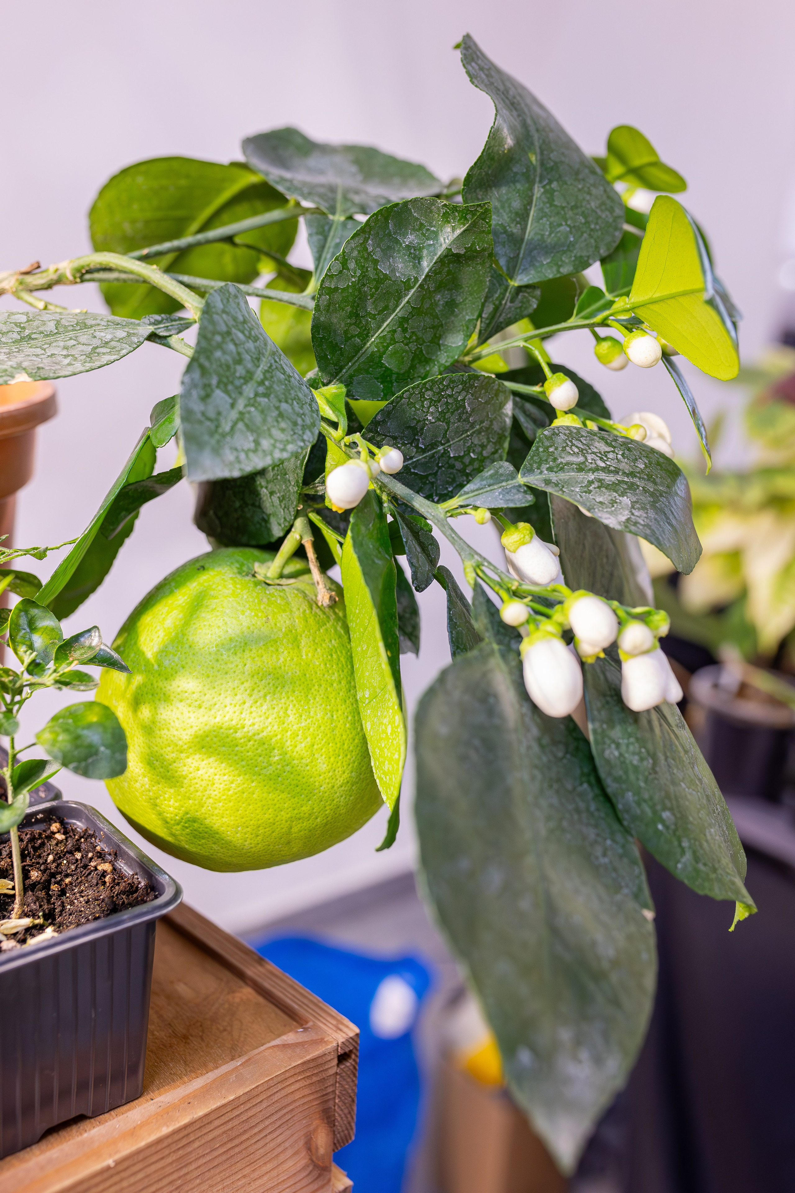 Орхидиум 12.2025. Александра Куликова фотограф, Москва