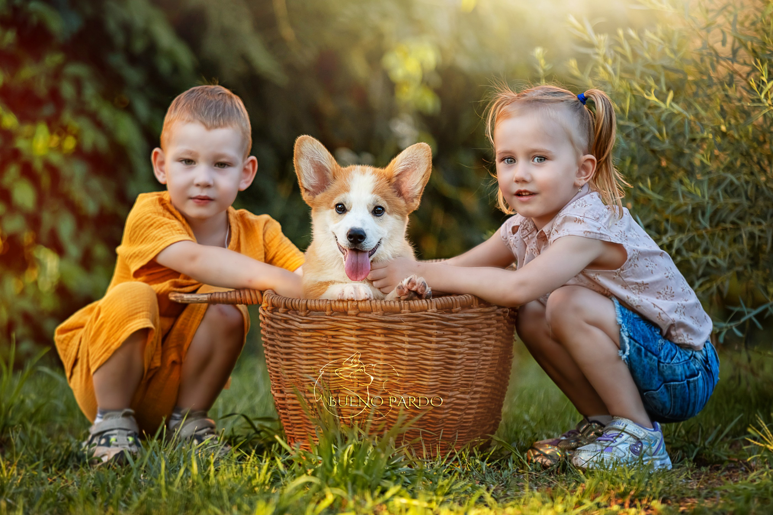 Щенки вельш корги пемброк из питомника. Питомник собак Акита, Хаски, Корги