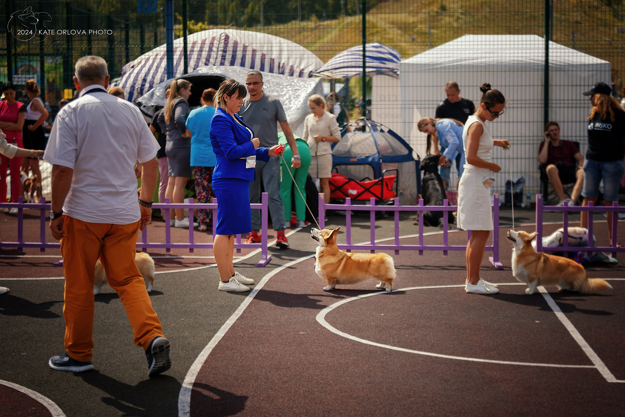 Фотосъемка собак, щенков, на выставках, фотограф анималист Россия воронеж. Питомник собак Акита, Хаски, Корги