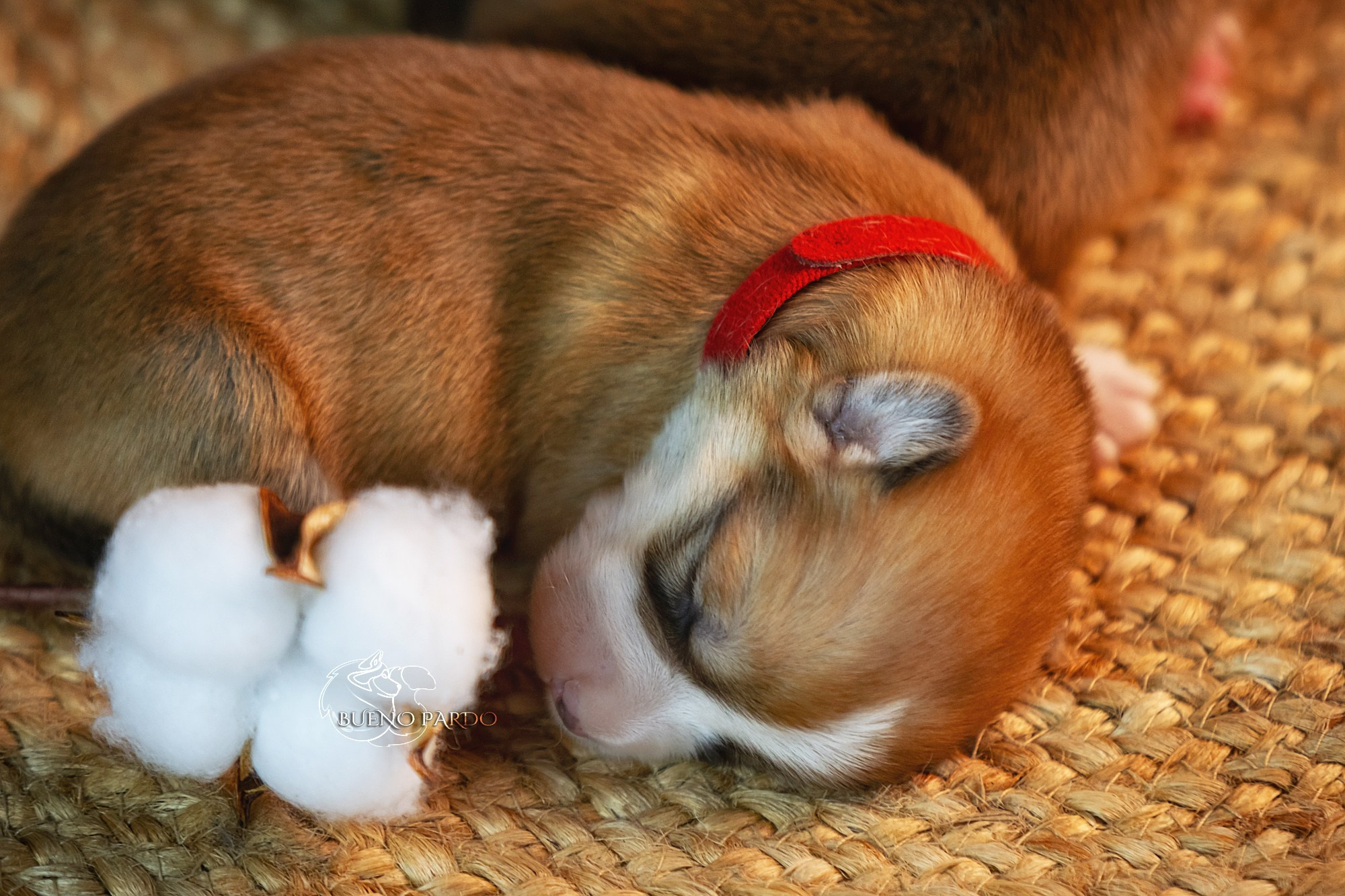 Щенки вельш корги пемброк из питомника. Питомник собак Акита, Хаски, Корги