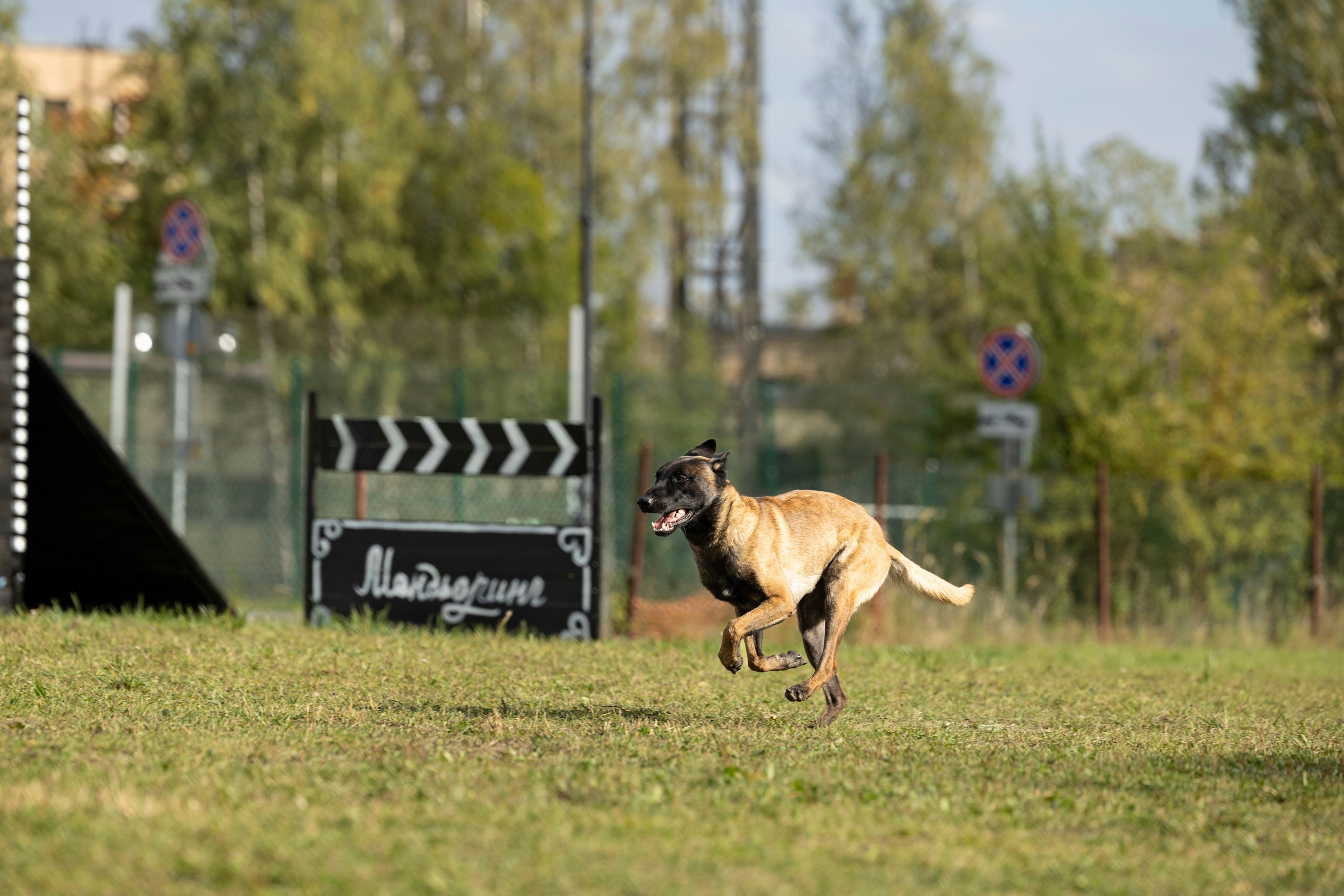 Испытания по Мондьорингу г. Пушкин. Фотограф-анималист Анна Маринич