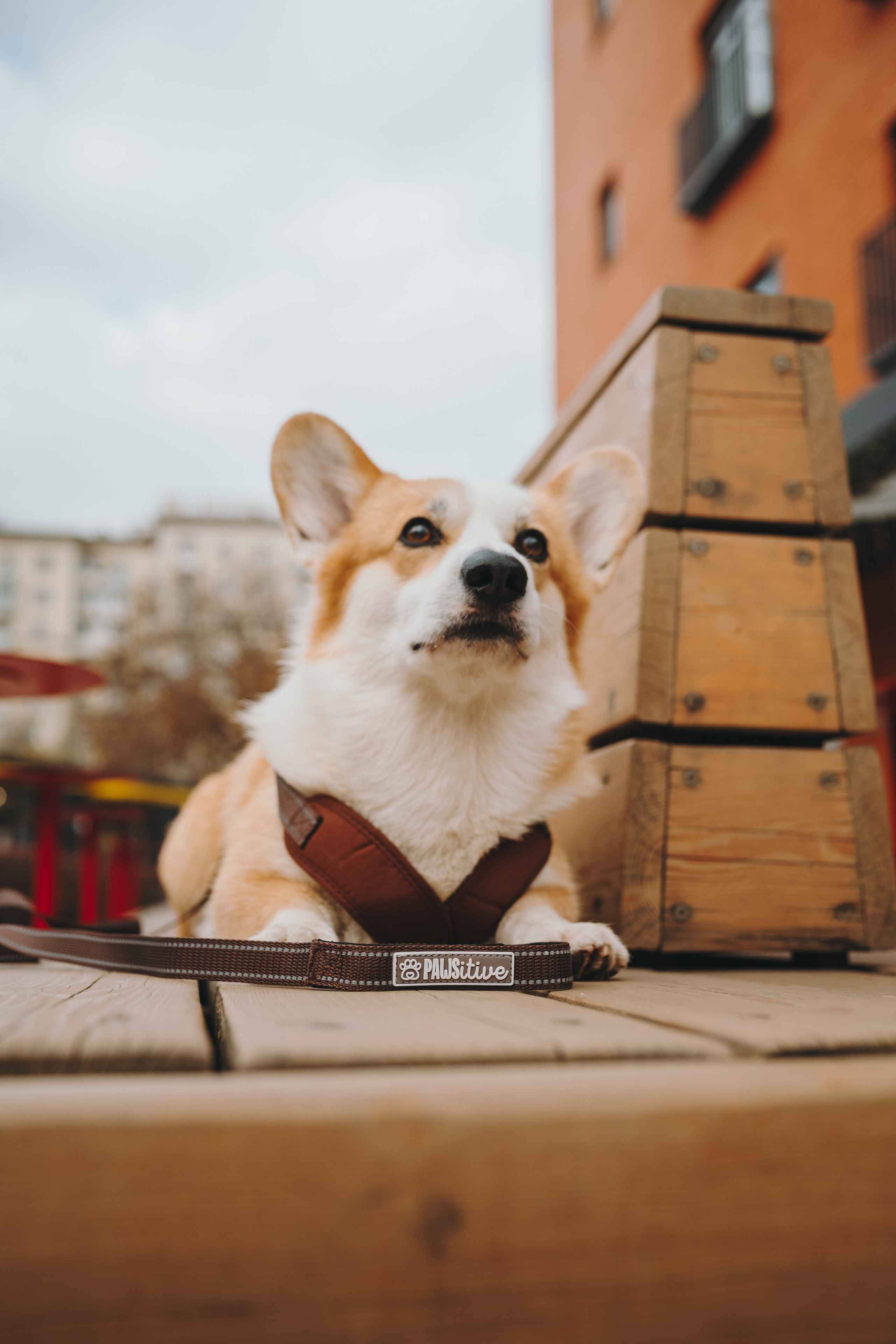 Pawsitive. Семейный фотограф анималист Ананьева Мария — Москва